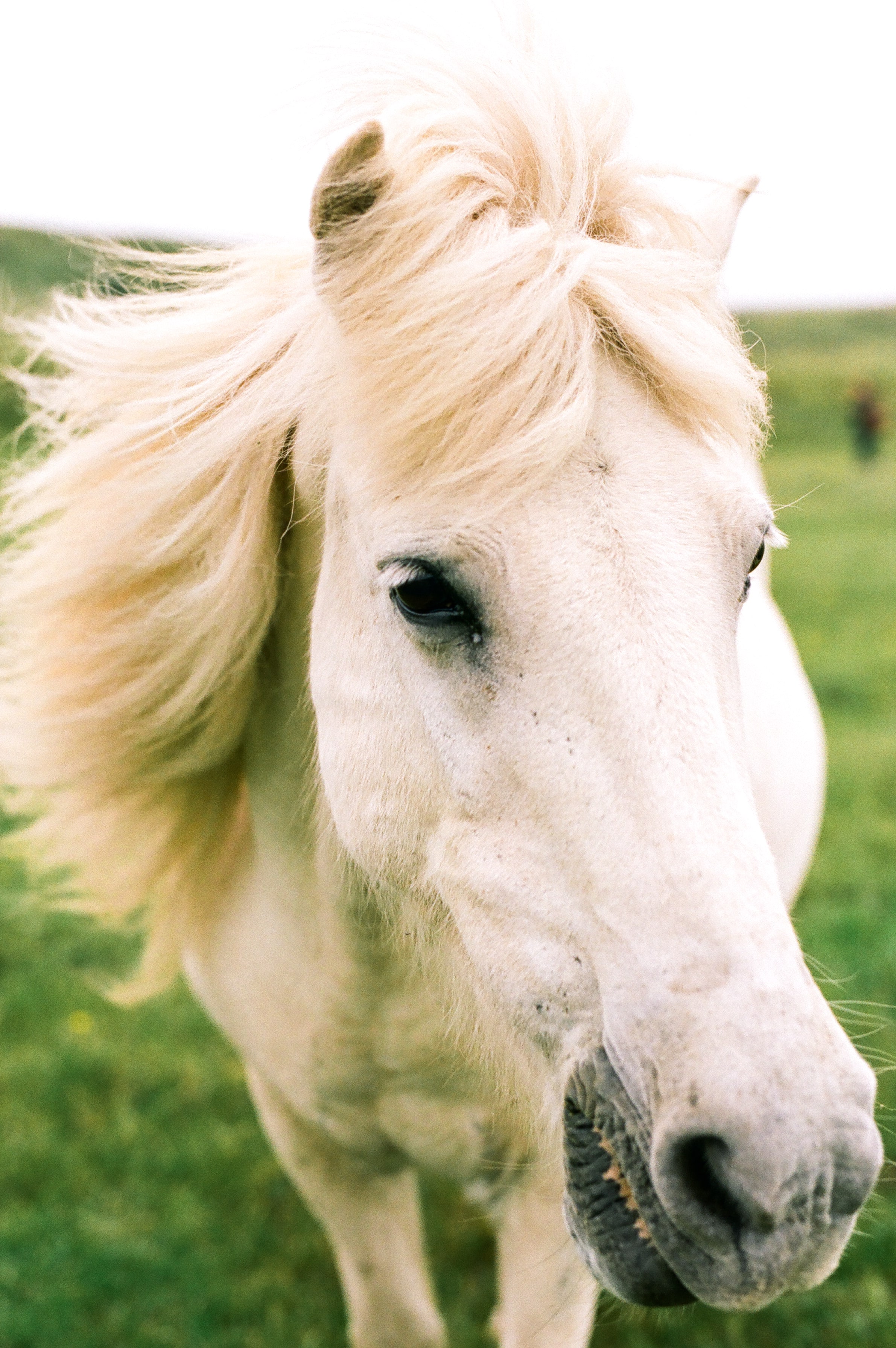 Horses in Iceland by Amilia James now on Cottage Hill10.jpg