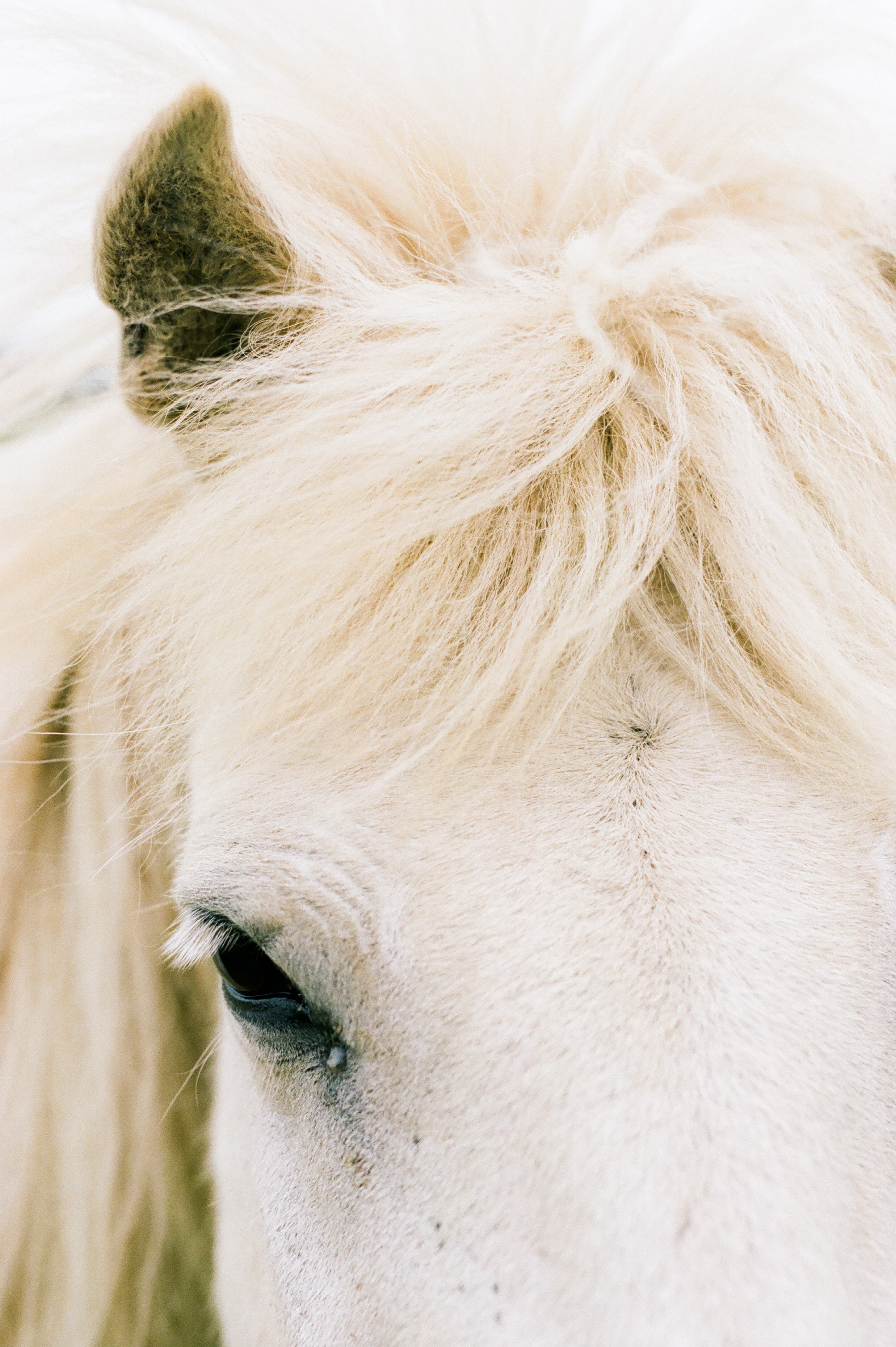 Horses in Iceland by Amilia James now on Cottage Hill9.jpg