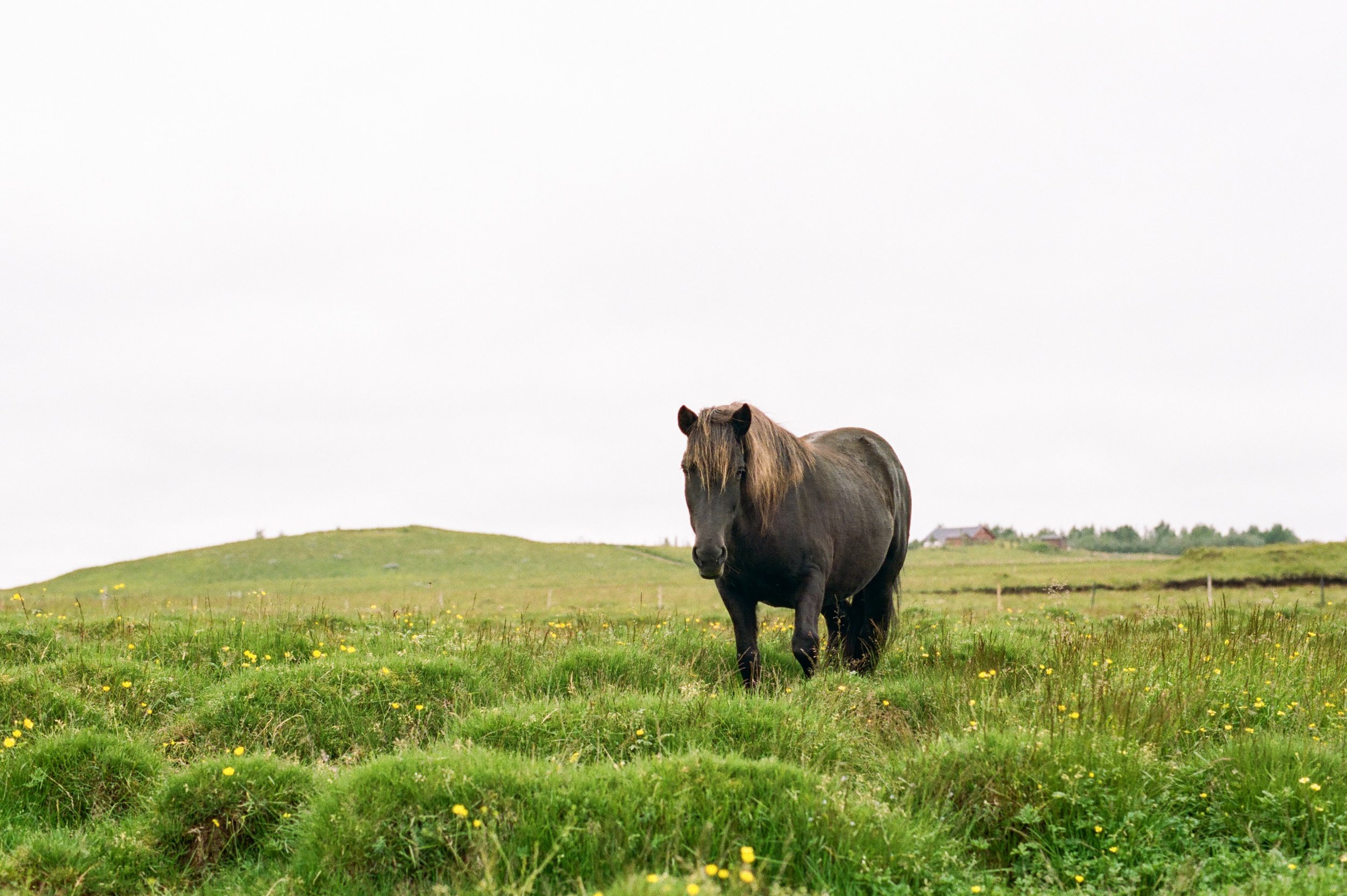 Horses in Iceland by Amilia James now on Cottage Hill13.jpg