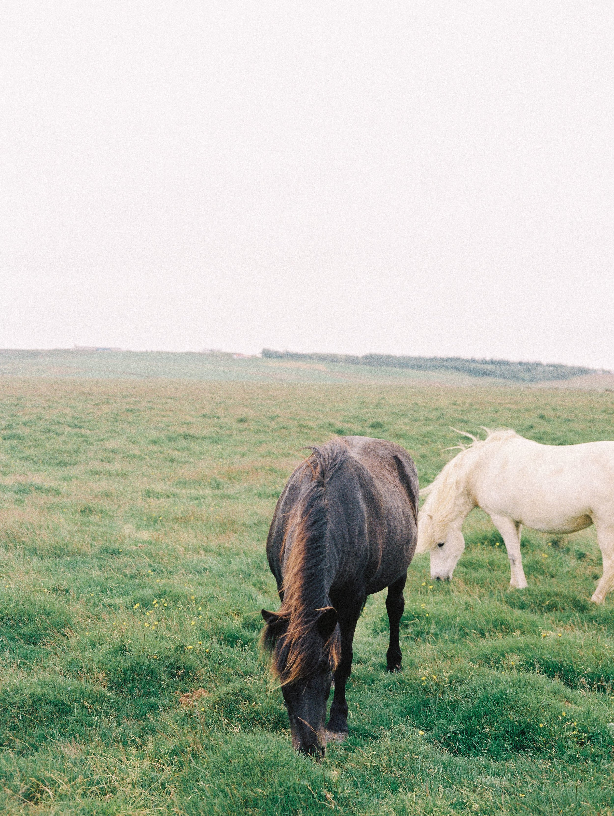 Horses in Iceland by Elli Jane now on Cottage Hill5.jpg