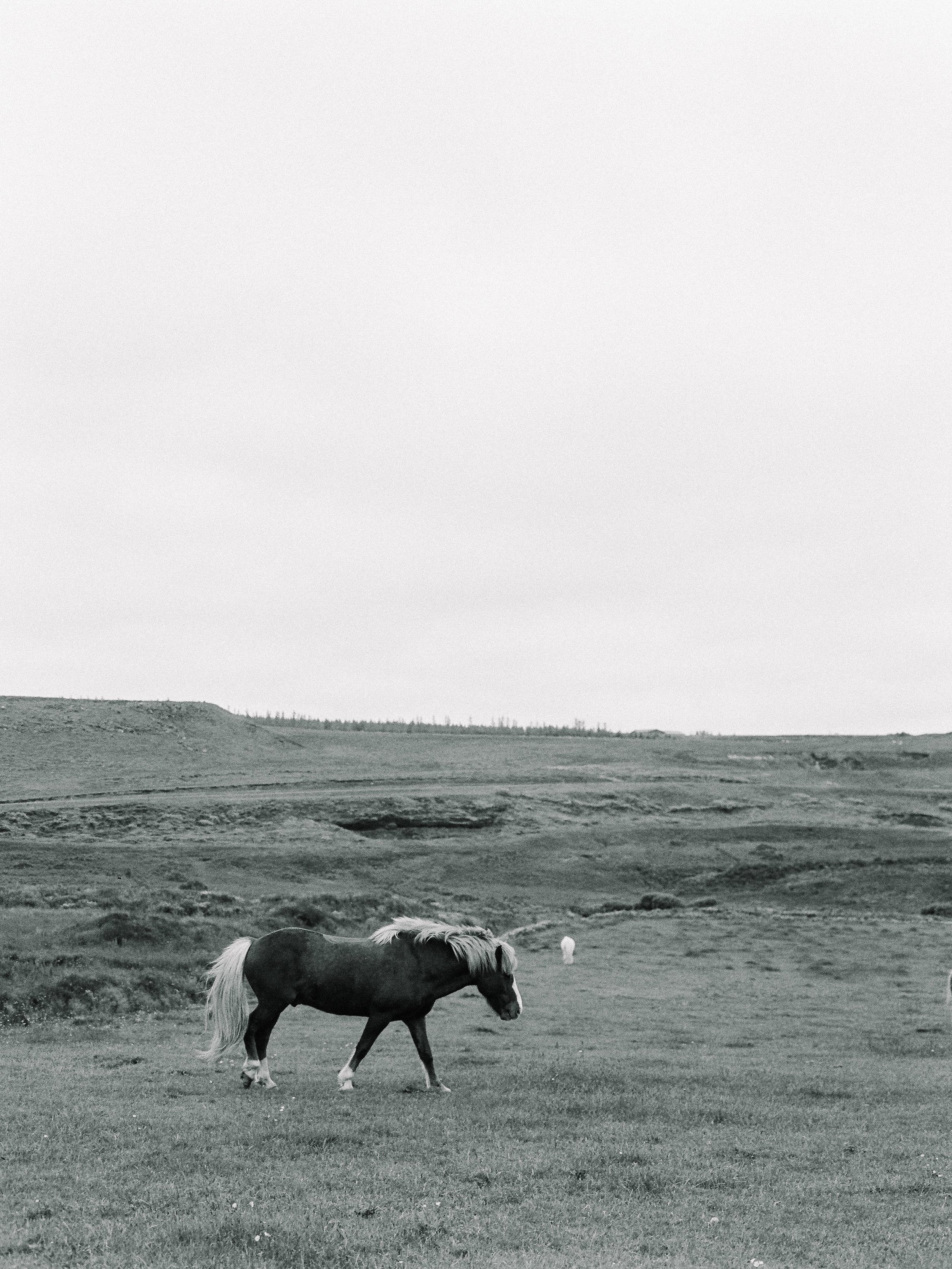Horses in Iceland by Elli Jane now on Cottage Hill9.jpg