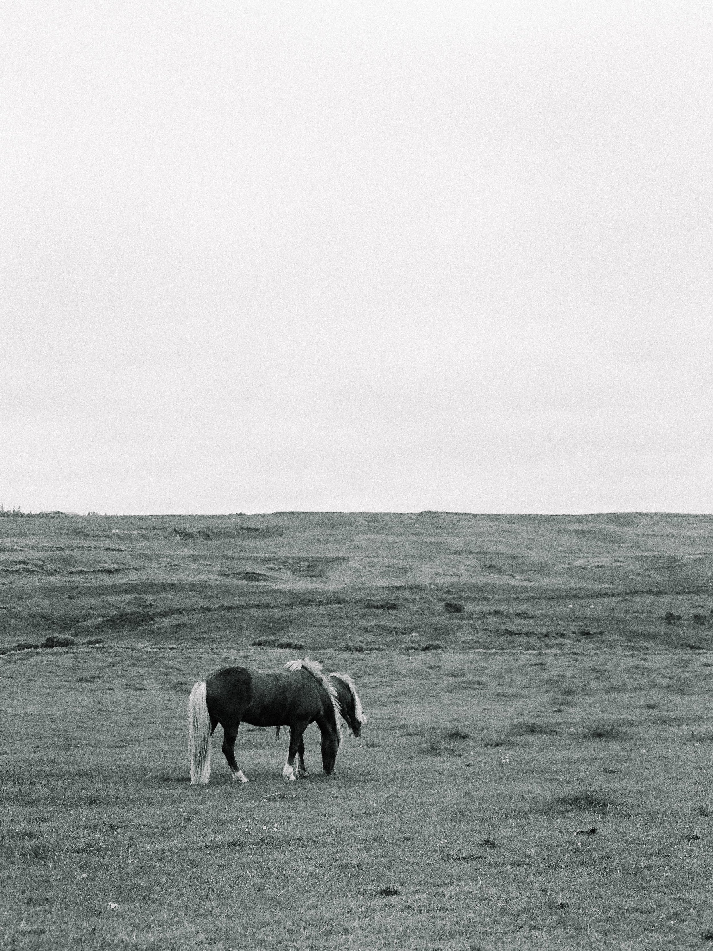 Horses in Iceland by Elli Jane now on Cottage Hill10.jpg