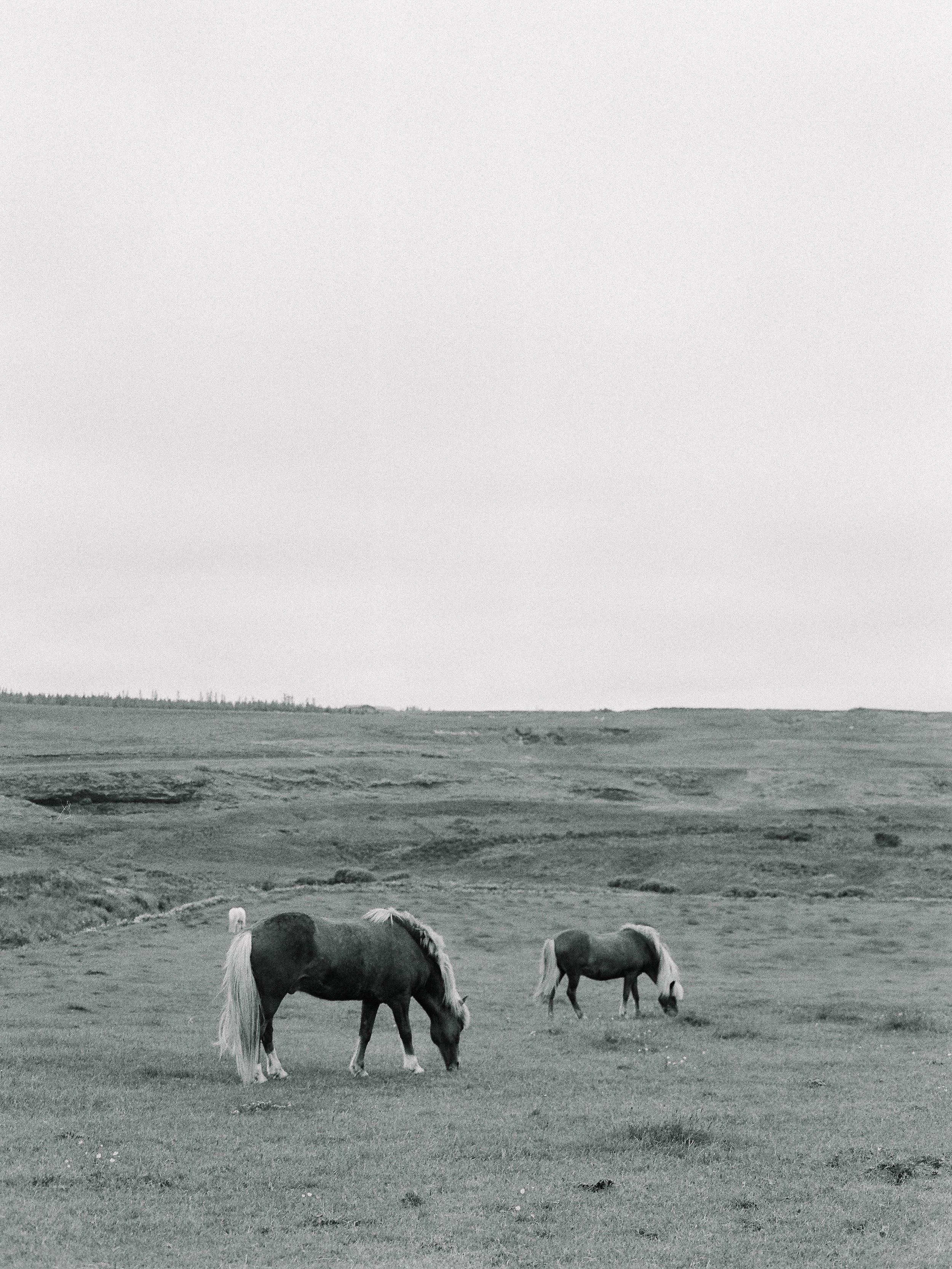 Horses in Iceland by Elli Jane now on Cottage Hill11.jpg