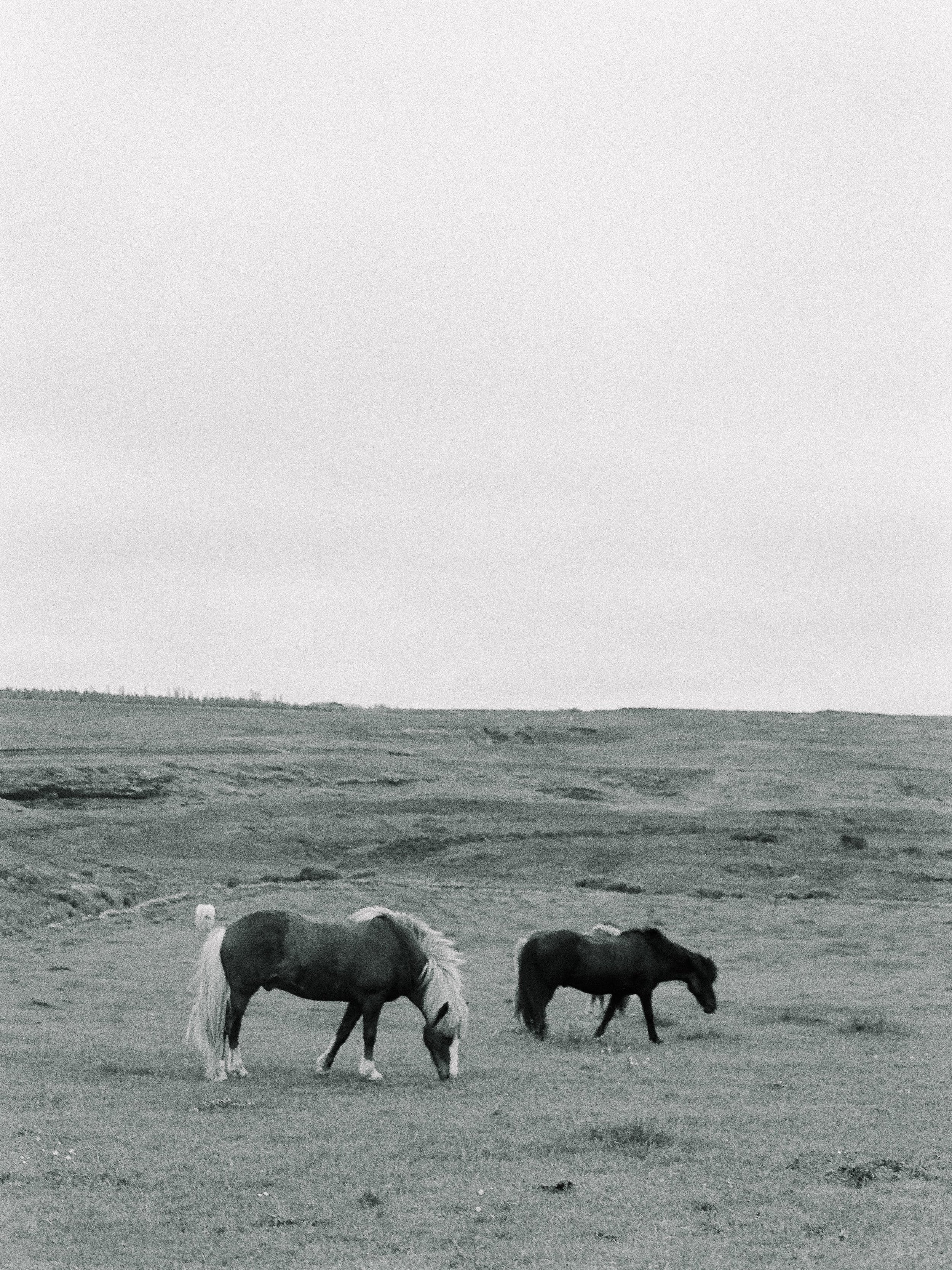 Horses in Iceland by Elli Jane now on Cottage Hill12.jpg