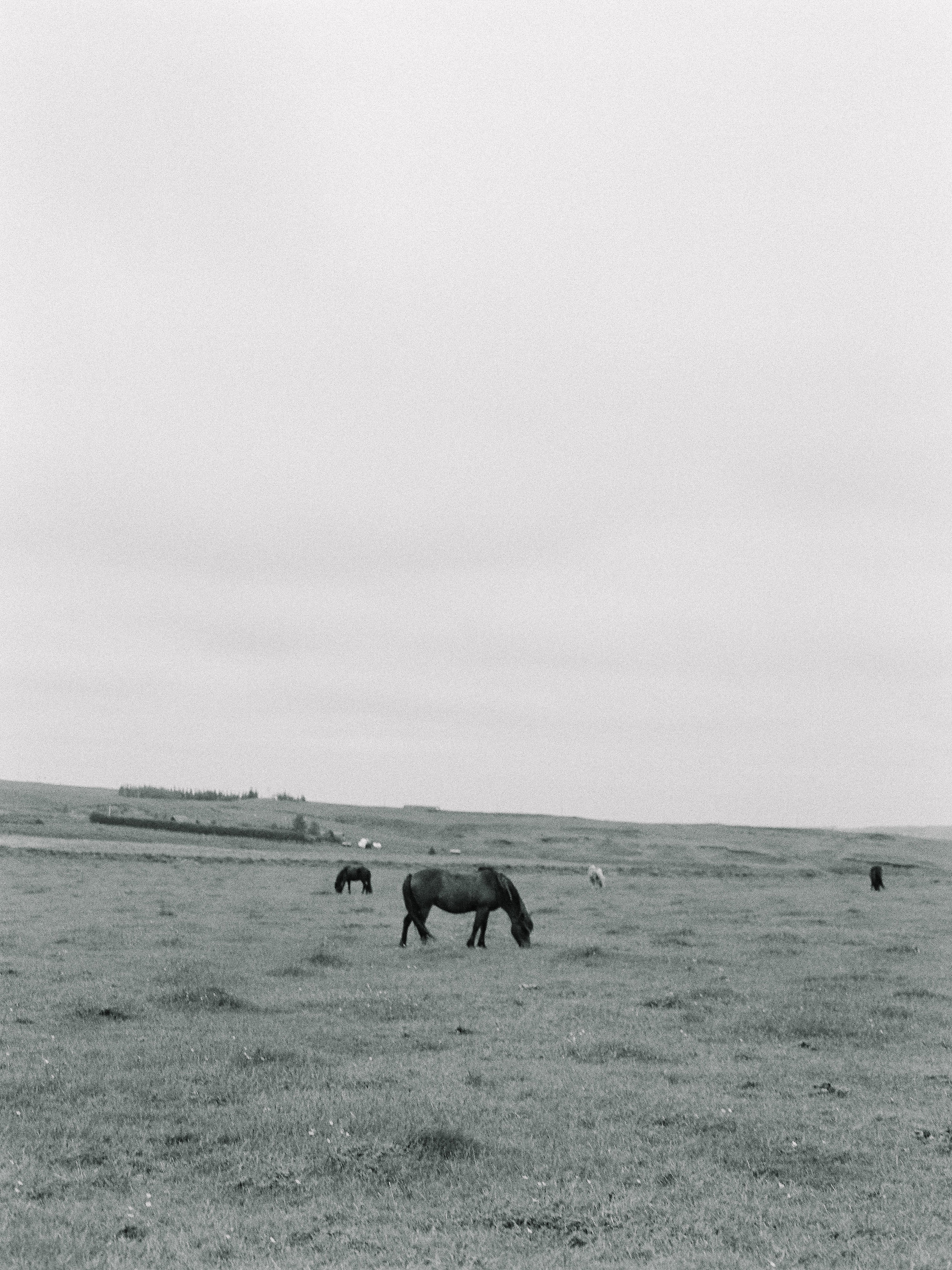 Horses in Iceland by Elli Jane now on Cottage Hill13.jpg