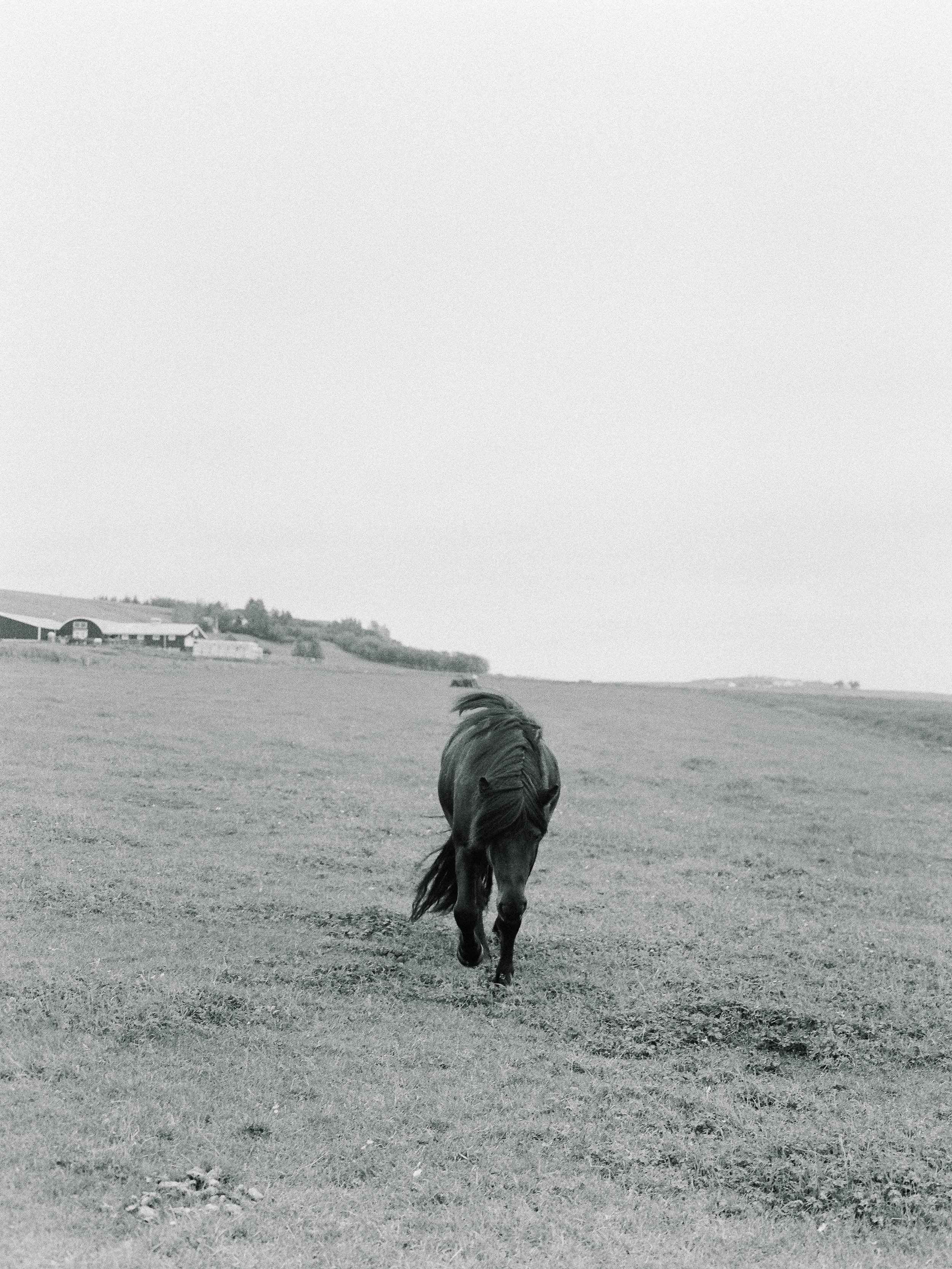 Horses in Iceland by Elli Jane now on Cottage Hill14.jpg