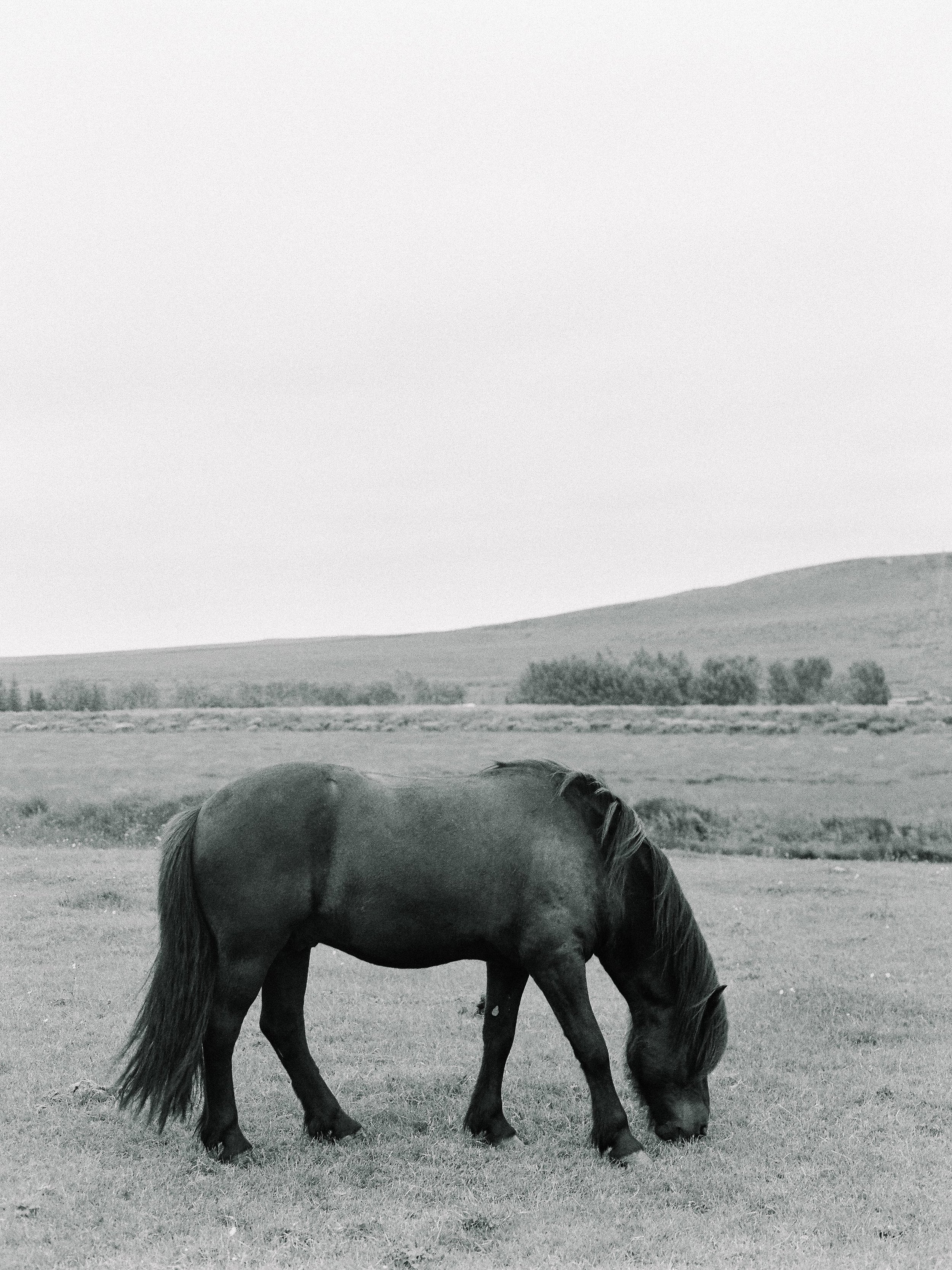 Horses in Iceland by Elli Jane now on Cottage Hill15.jpg