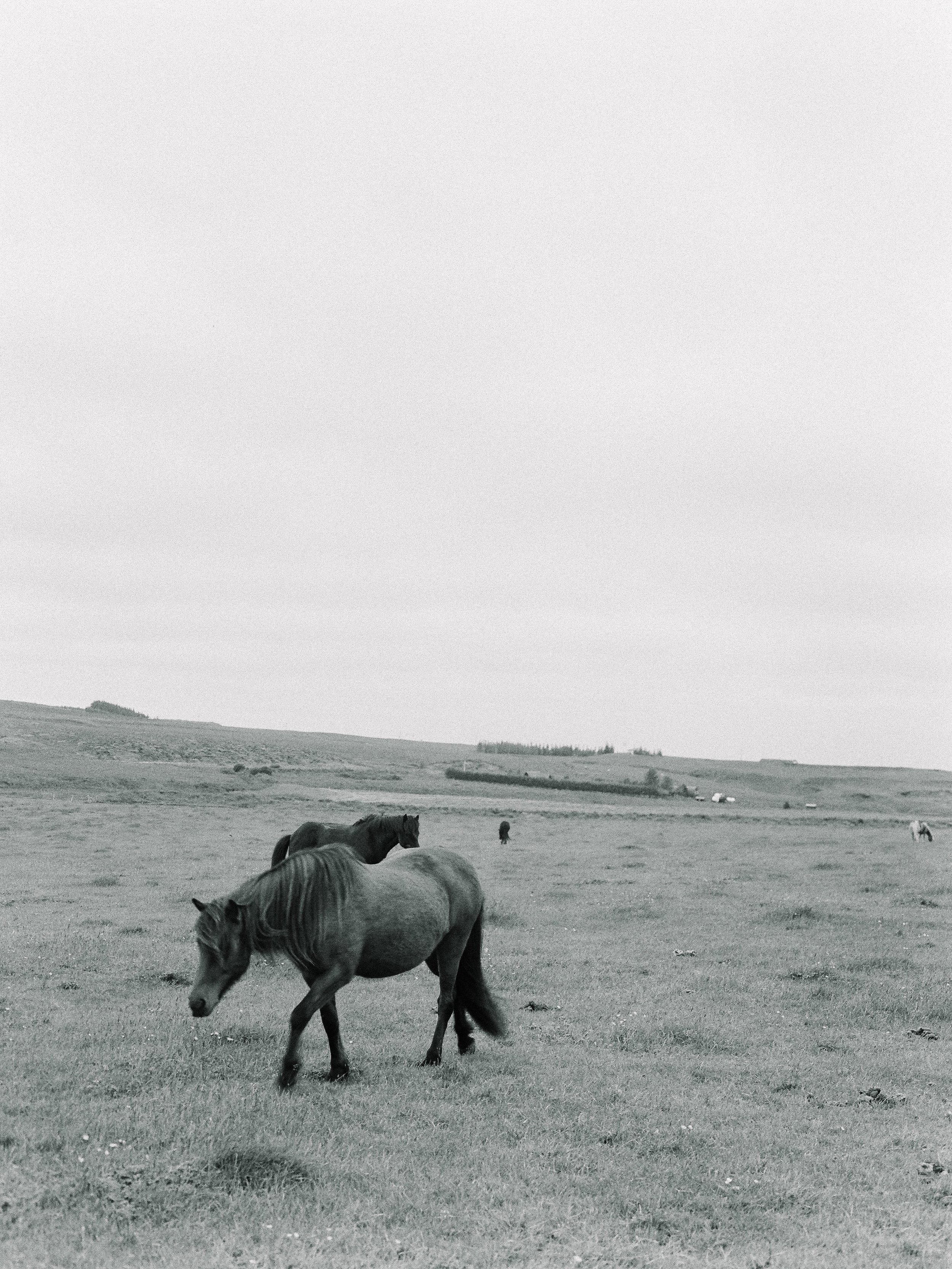 Horses in Iceland by Elli Jane now on Cottage Hill16.jpg