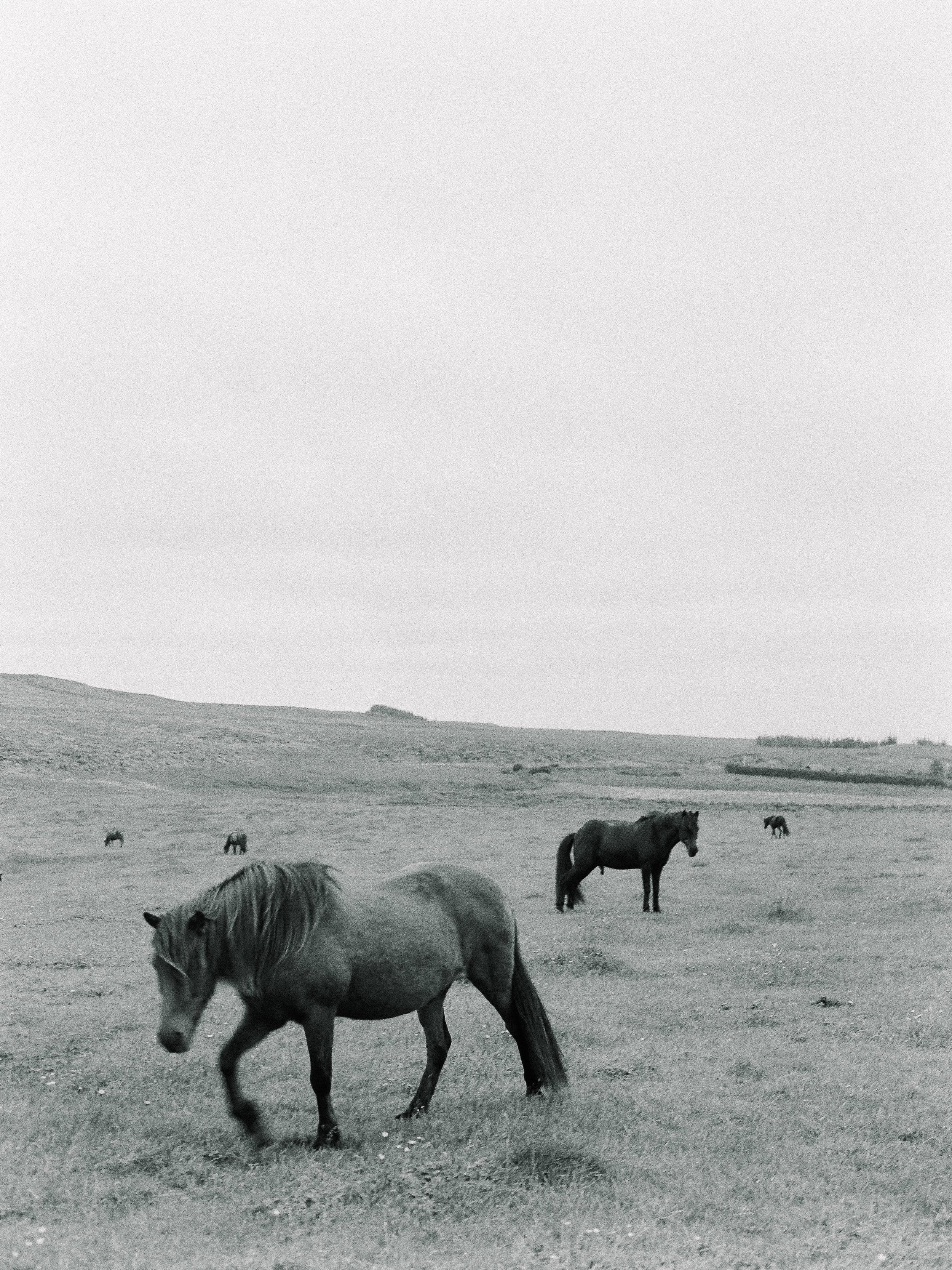 Horses in Iceland by Elli Jane now on Cottage Hill17.jpg