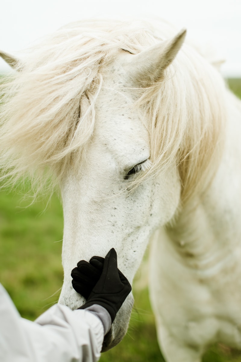 Horses in Iceland by Abigail Lauren now on Cottage Hill3.jpg