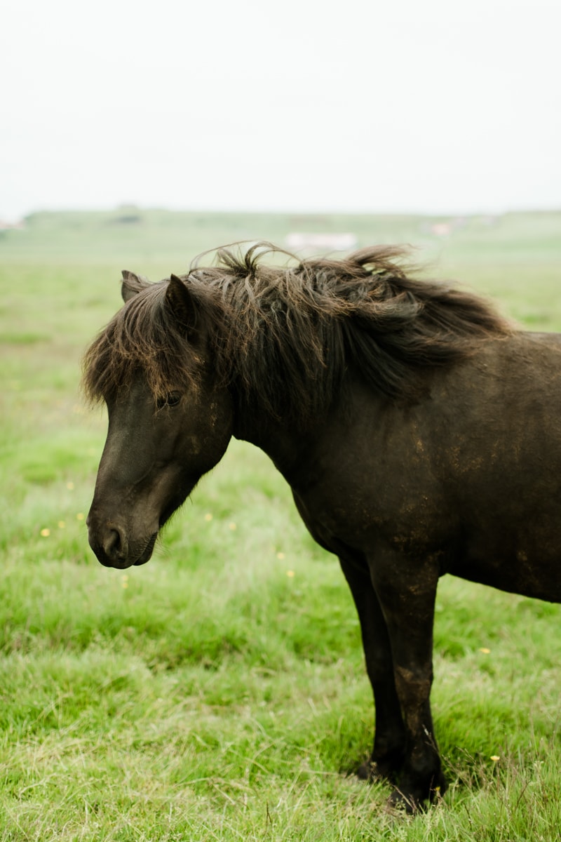 Horses in Iceland by Abigail Lauren now on Cottage Hill5.jpg