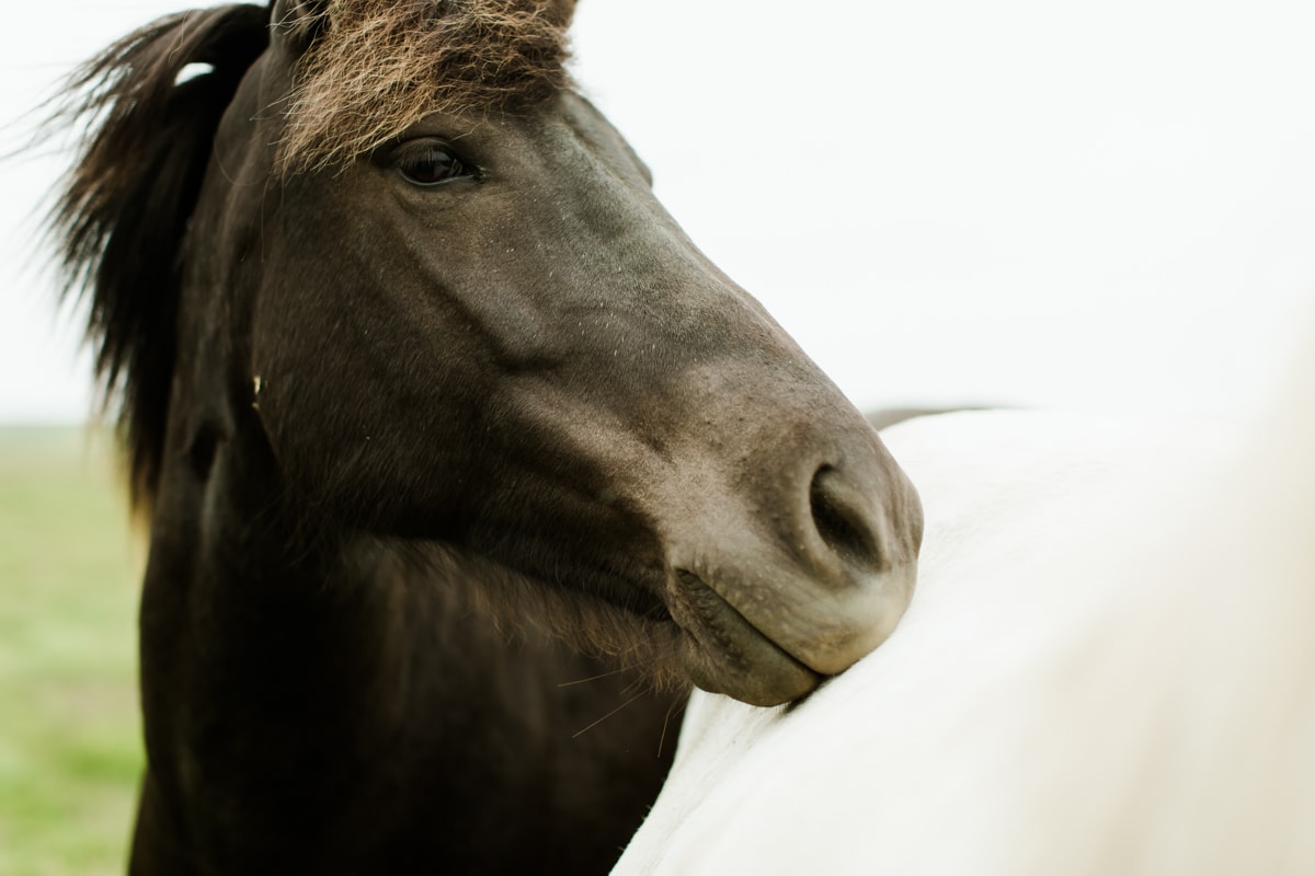 Horses in Iceland by Abigail Lauren now on Cottage Hill9.jpg