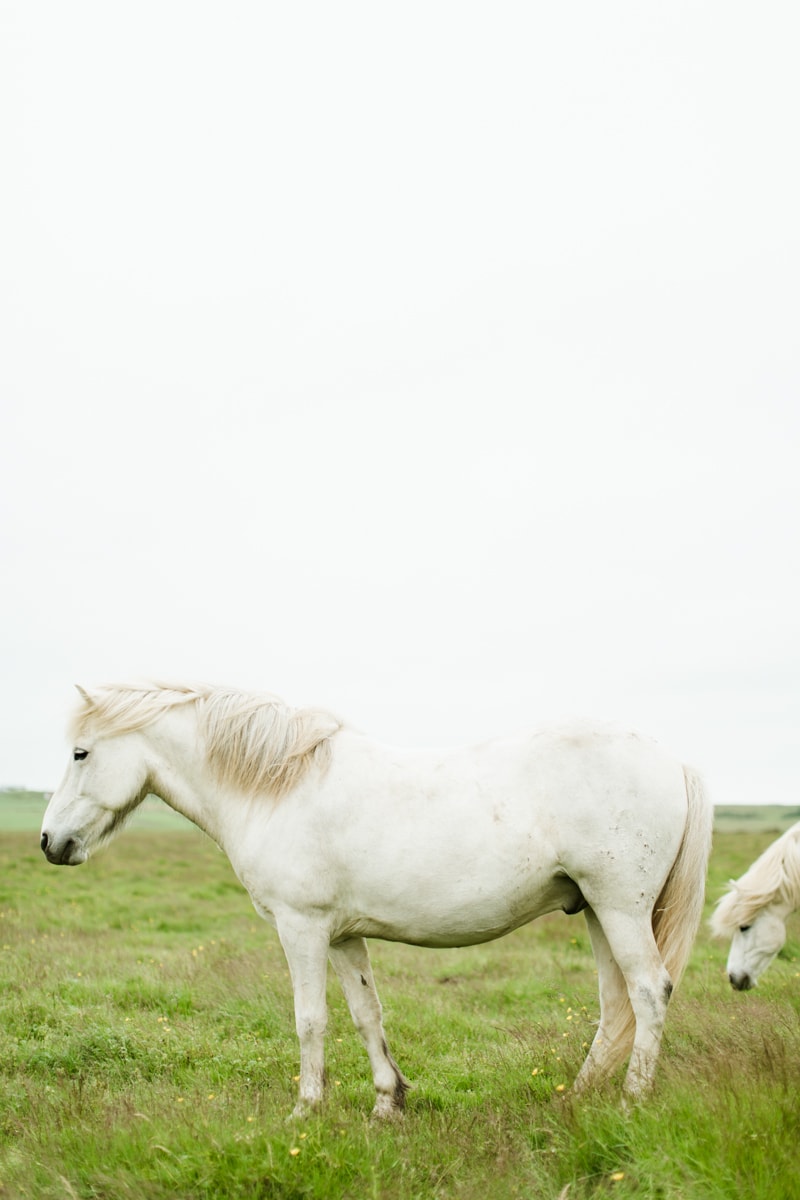 Horses in Iceland by Abigail Lauren now on Cottage Hill15.jpg