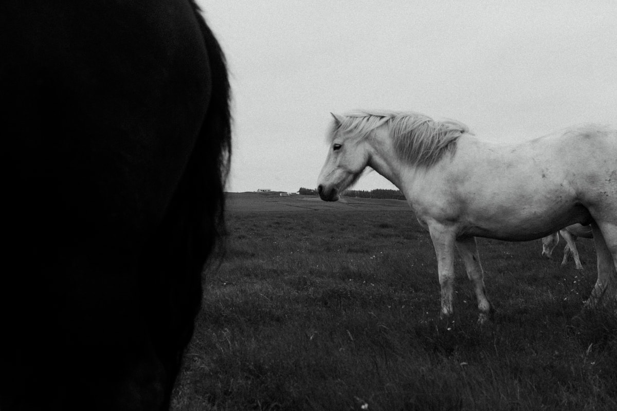 Horses in Iceland by Abigail Lauren now on Cottage Hill16.jpg