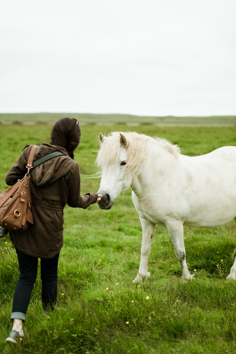 Horses in Iceland by Abigail Lauren now on Cottage Hill18.jpg