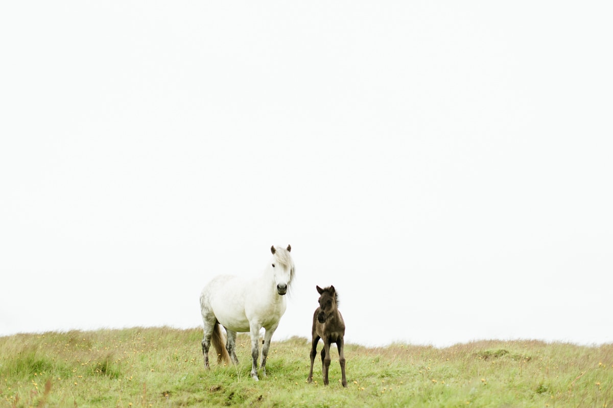 Horses in Iceland by Abigail Lauren now on Cottage Hill22.jpg