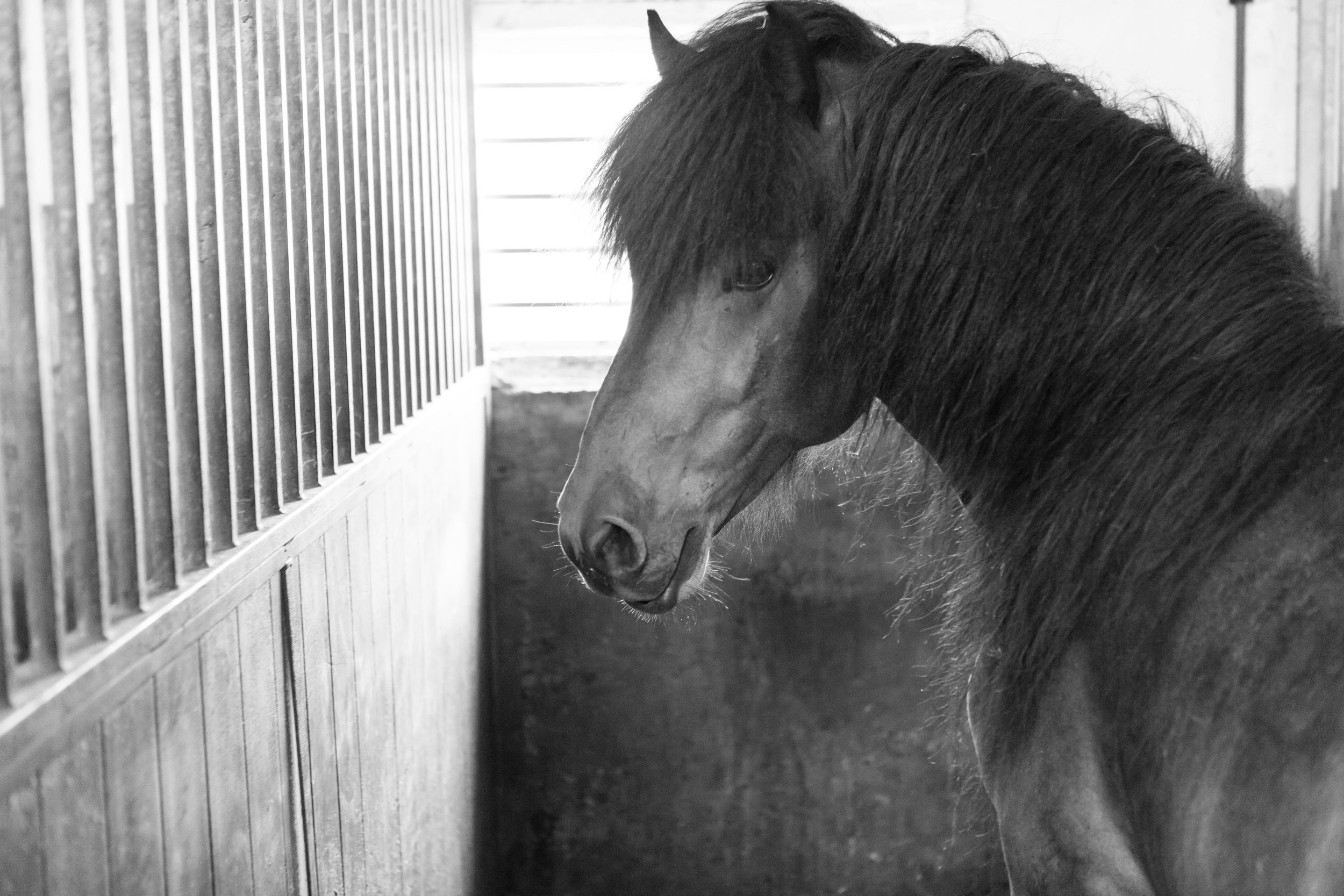 Horses in Iceland by Jen Madigan now on Cottage Hill1.jpg