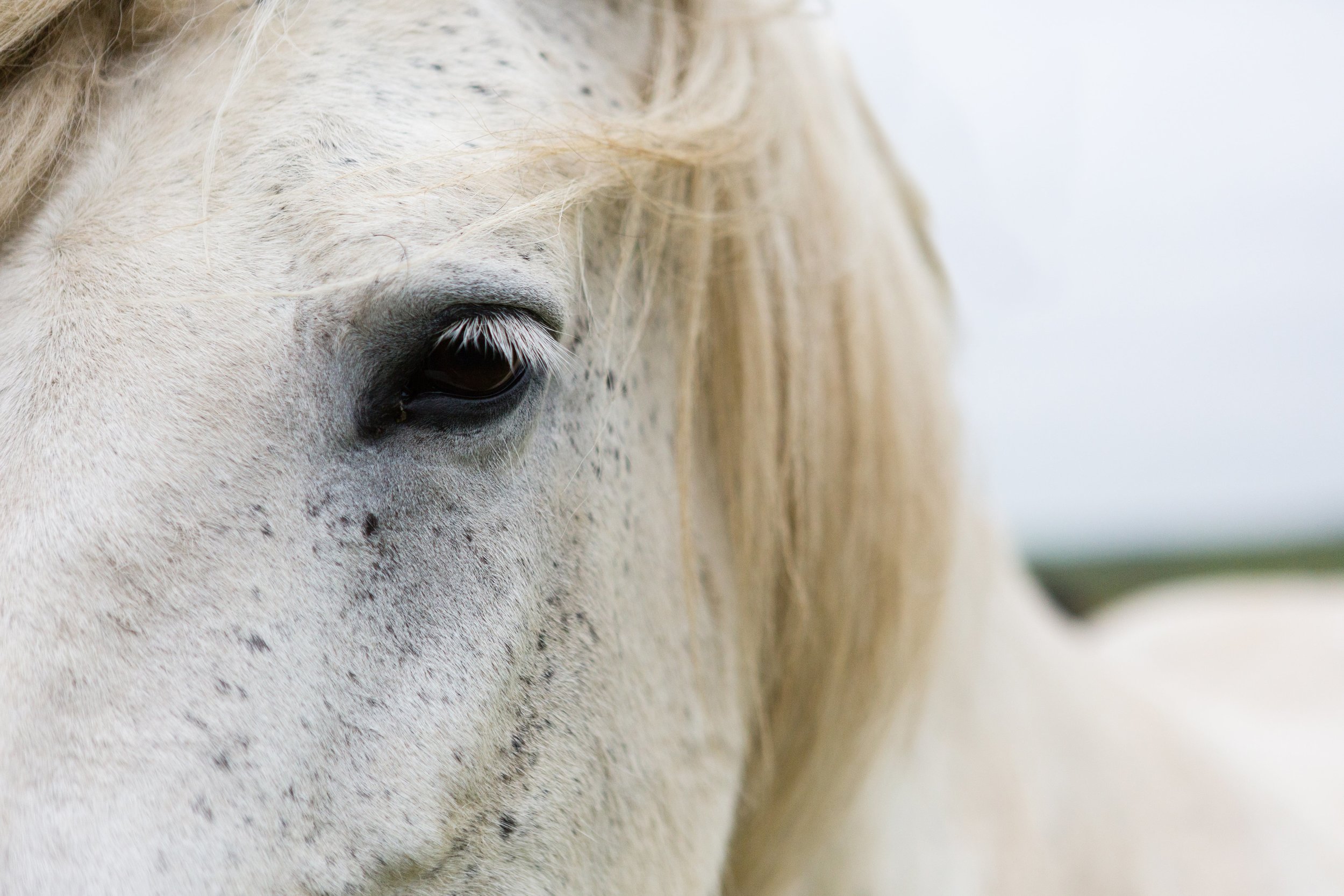 Horses in Iceland by Jen Madigan now on Cottage Hill4.jpg