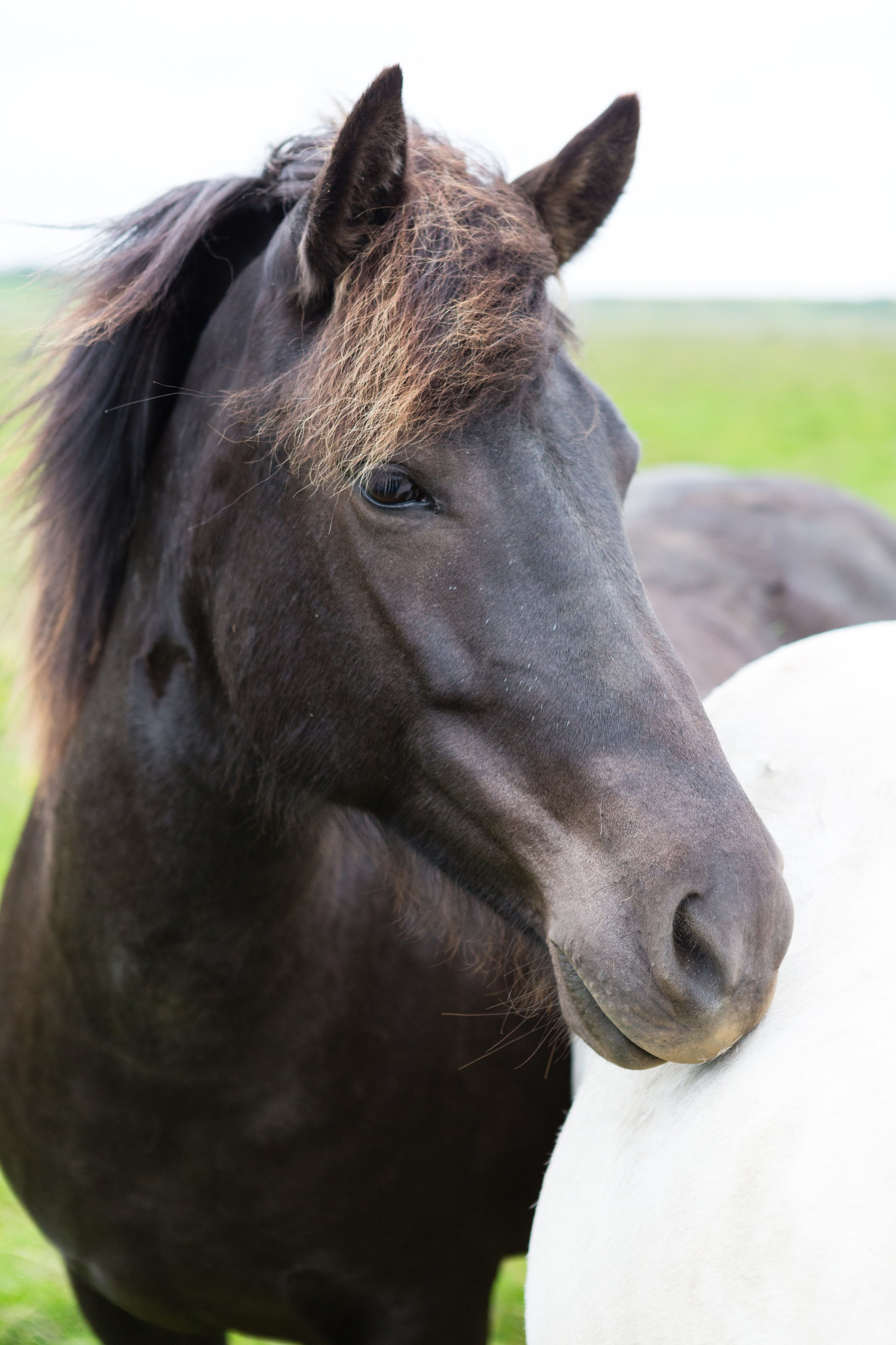 Horses in Iceland by Jen Madigan now on Cottage Hill5.jpg