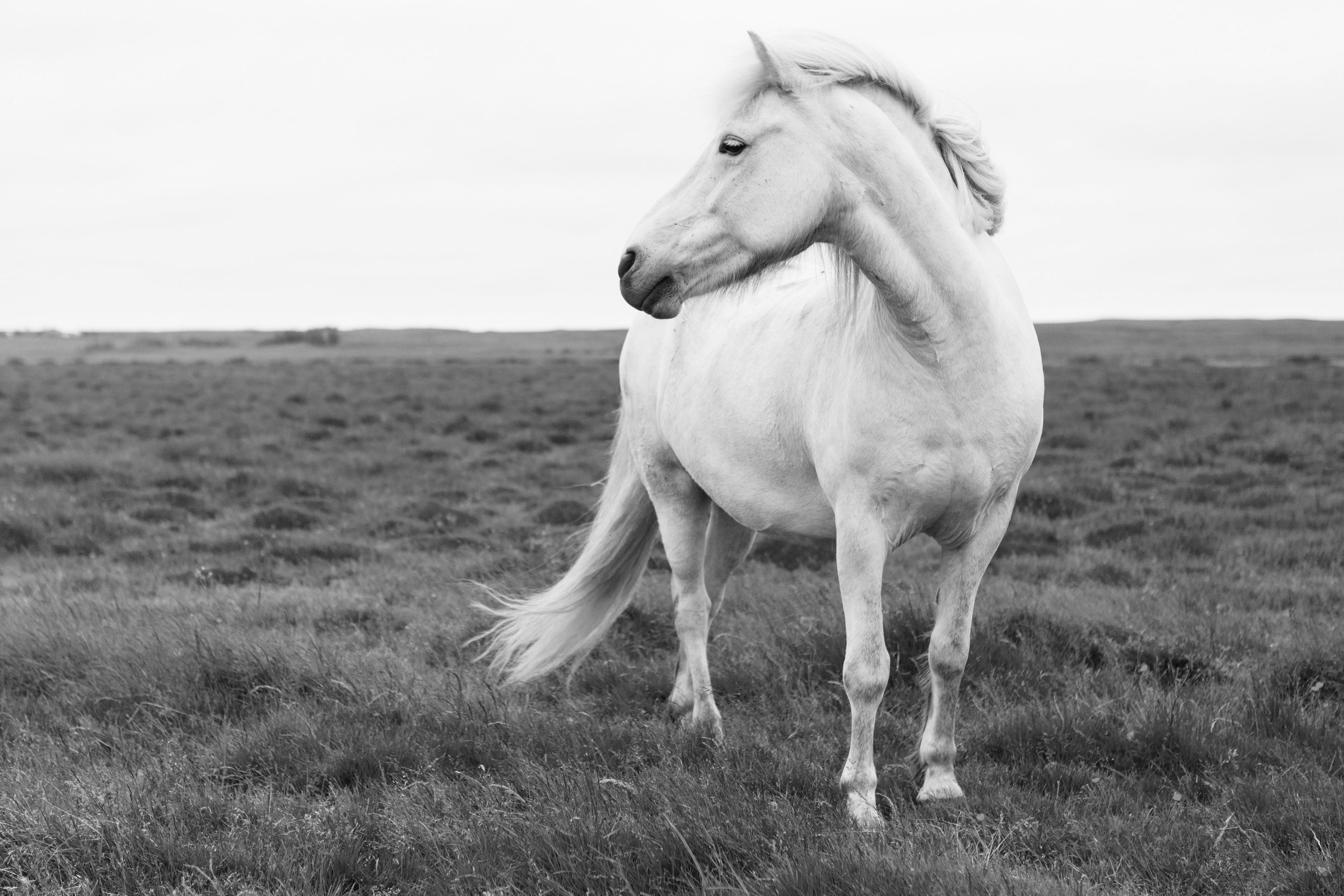 Horses in Iceland by Jen Madigan now on Cottage Hill9.jpg