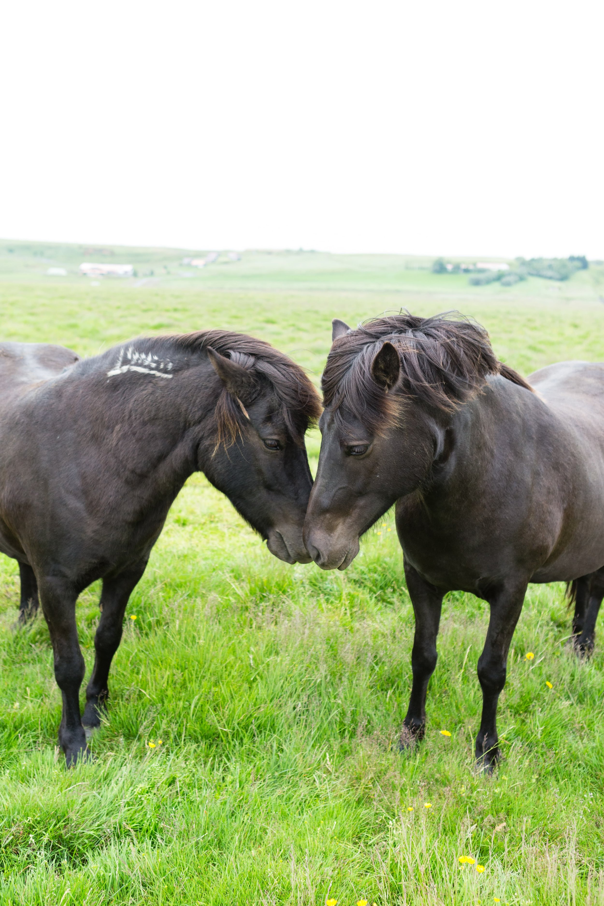 Horses in Iceland by Jen Madigan now on Cottage Hill12.jpg