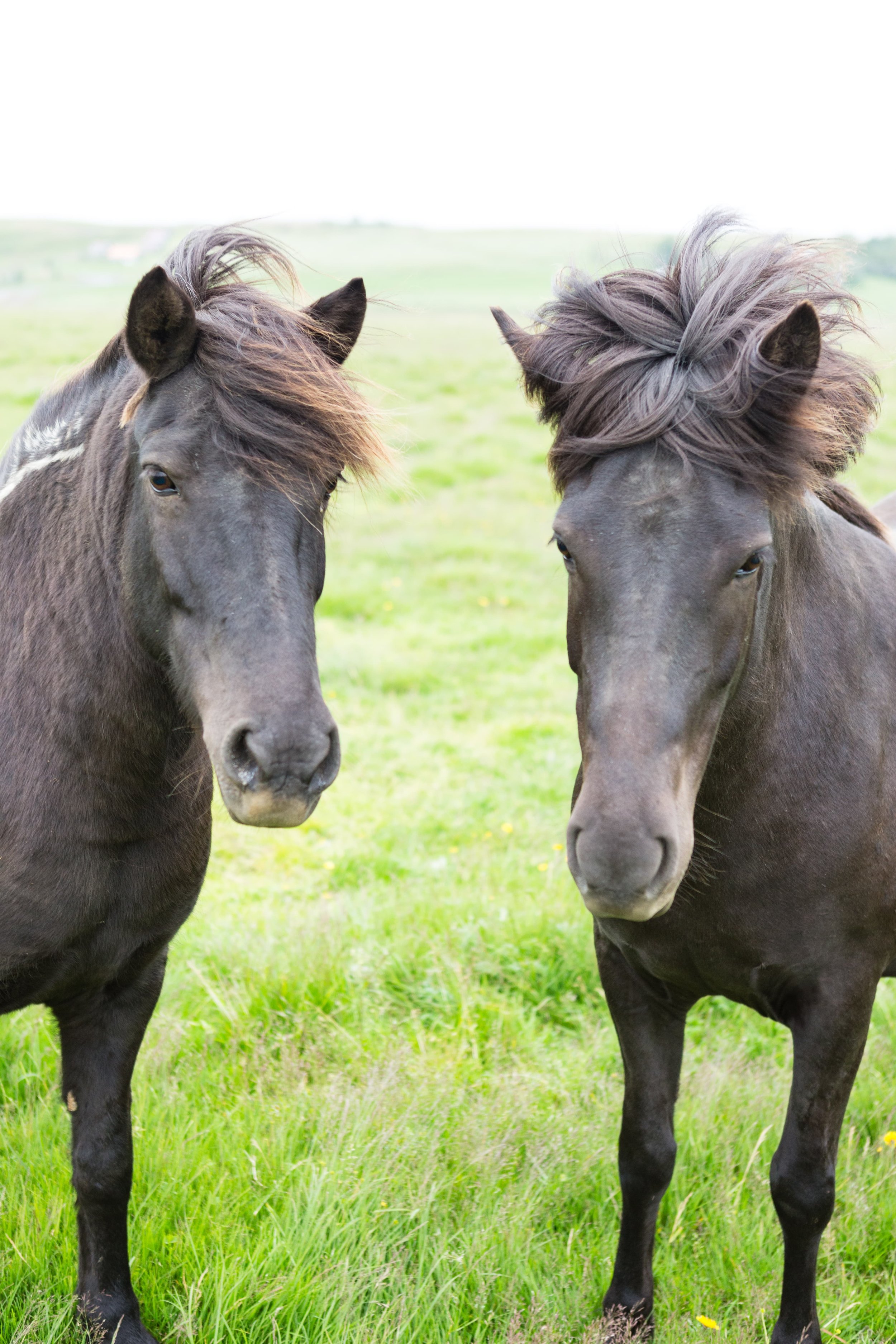 Horses in Iceland by Jen Madigan now on Cottage Hill13.jpg