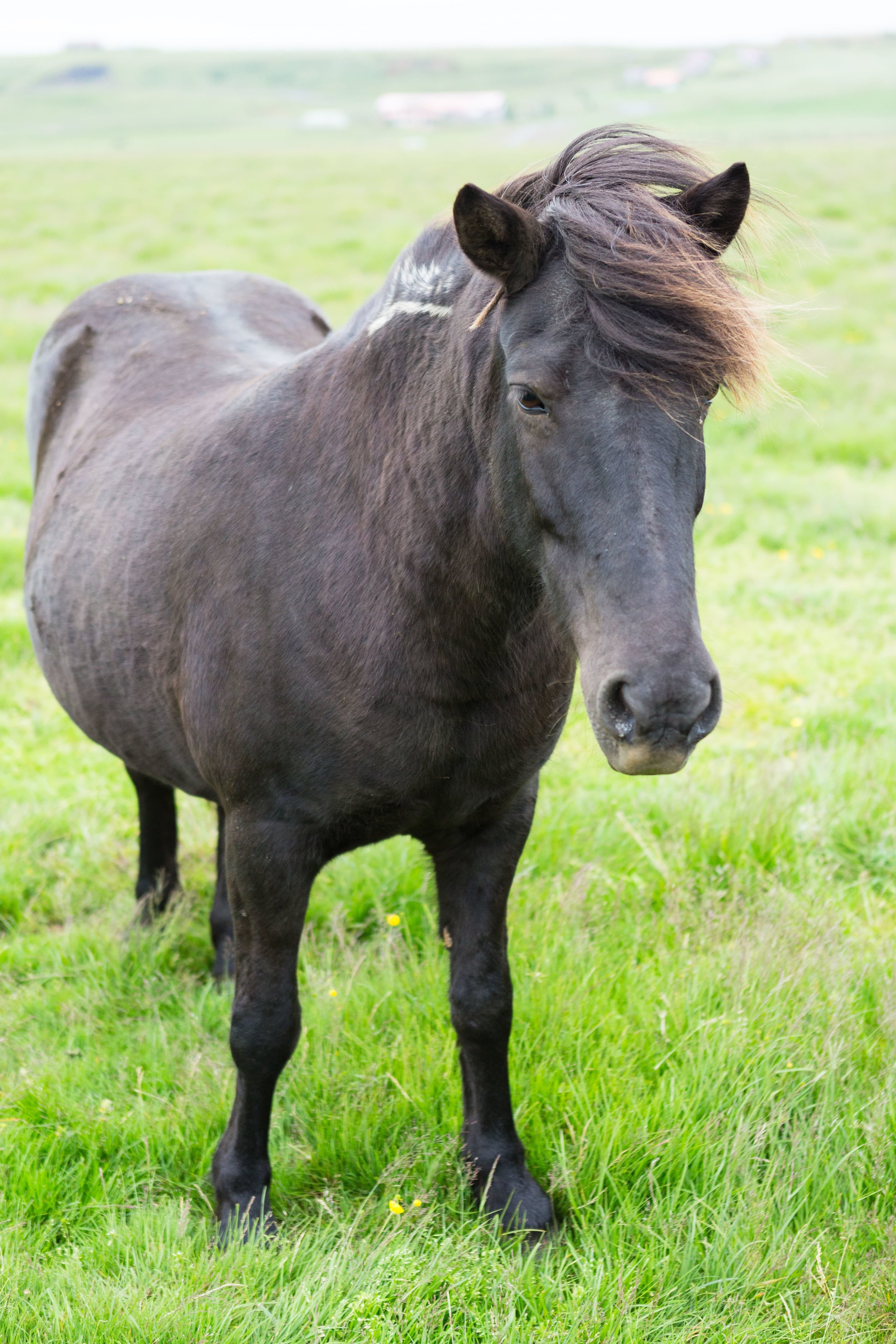 Horses in Iceland by Jen Madigan now on Cottage Hill14.jpg