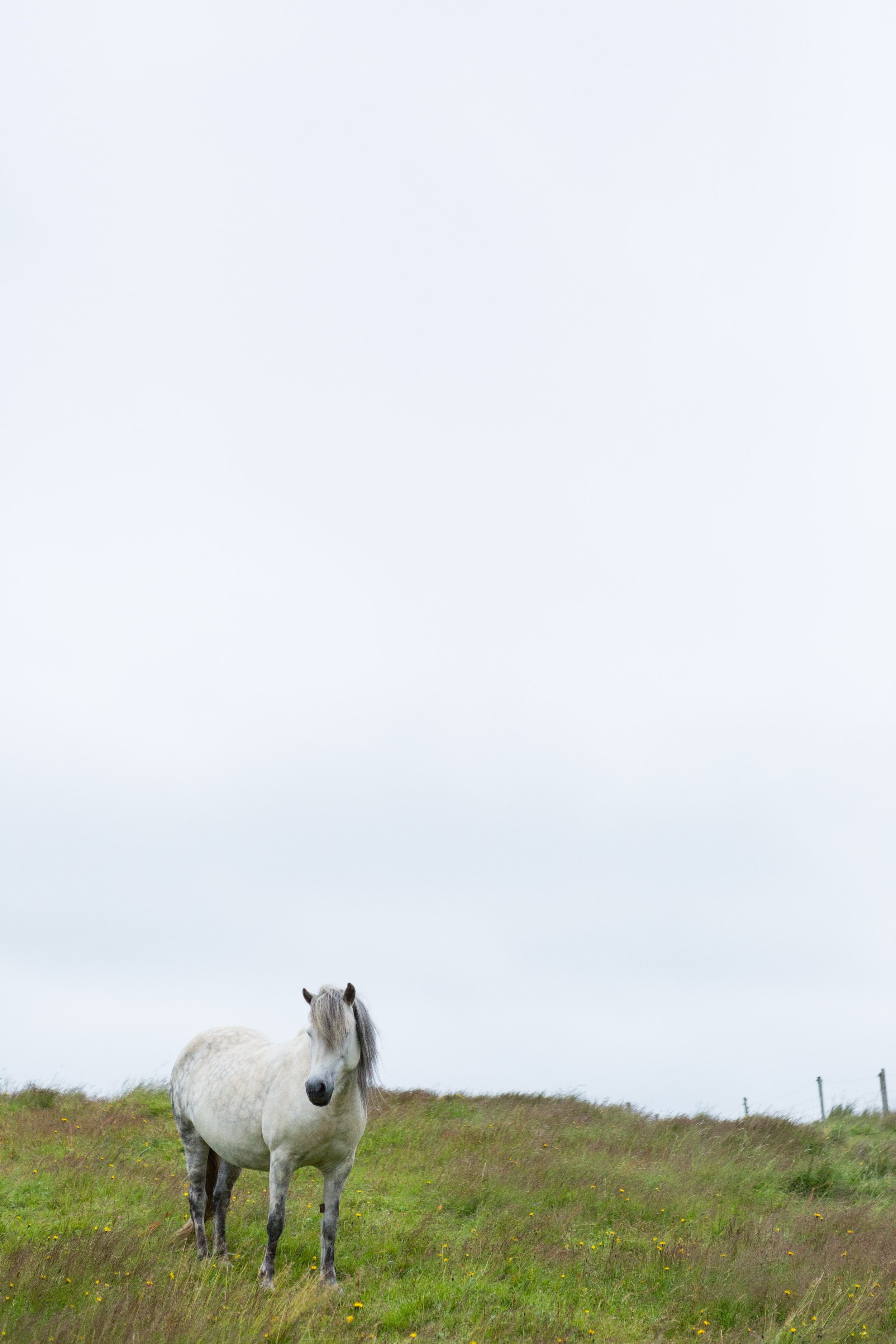Horses in Iceland by Jen Madigan now on Cottage Hill19.jpg