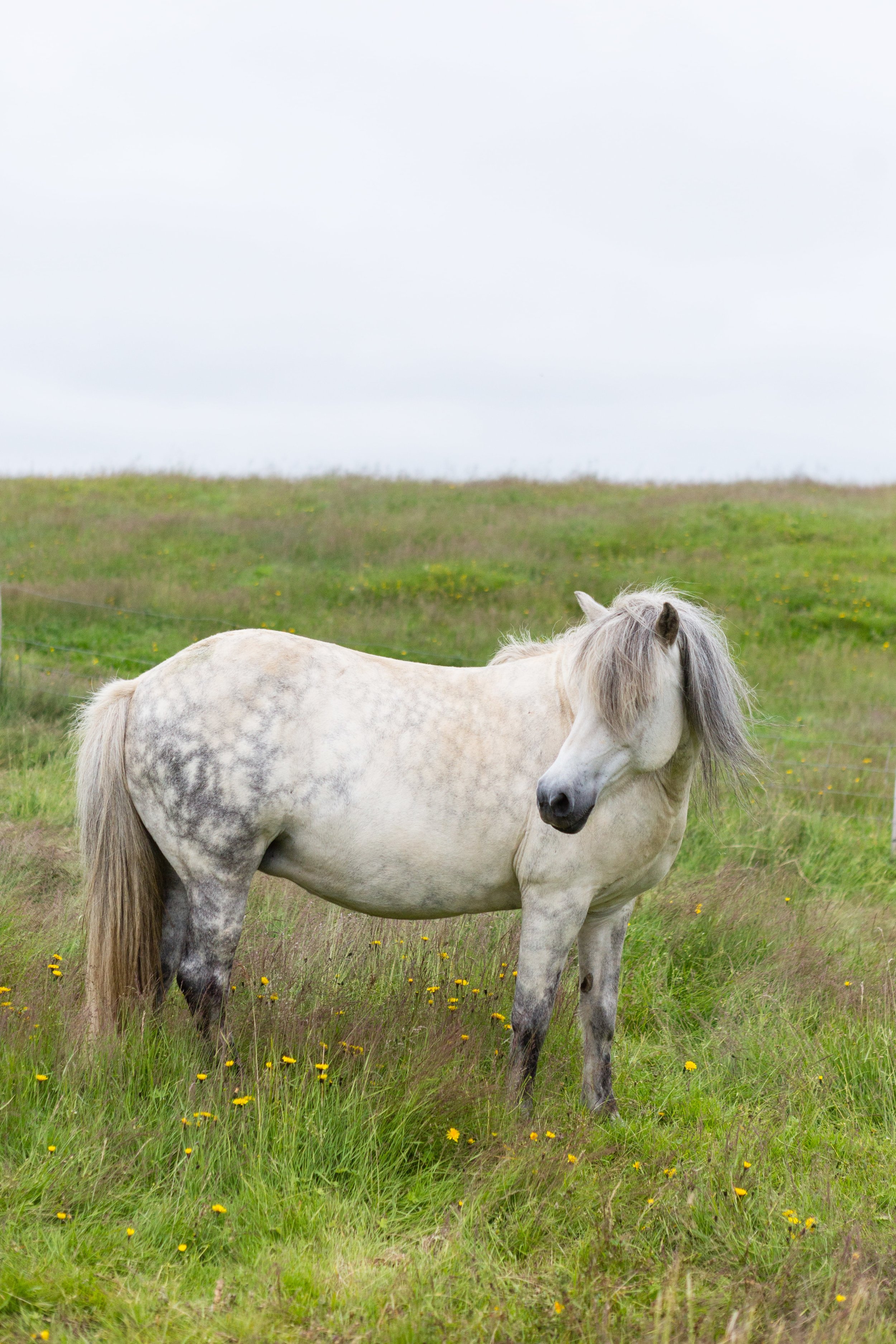Horses in Iceland by Jen Madigan now on Cottage Hill20.jpg