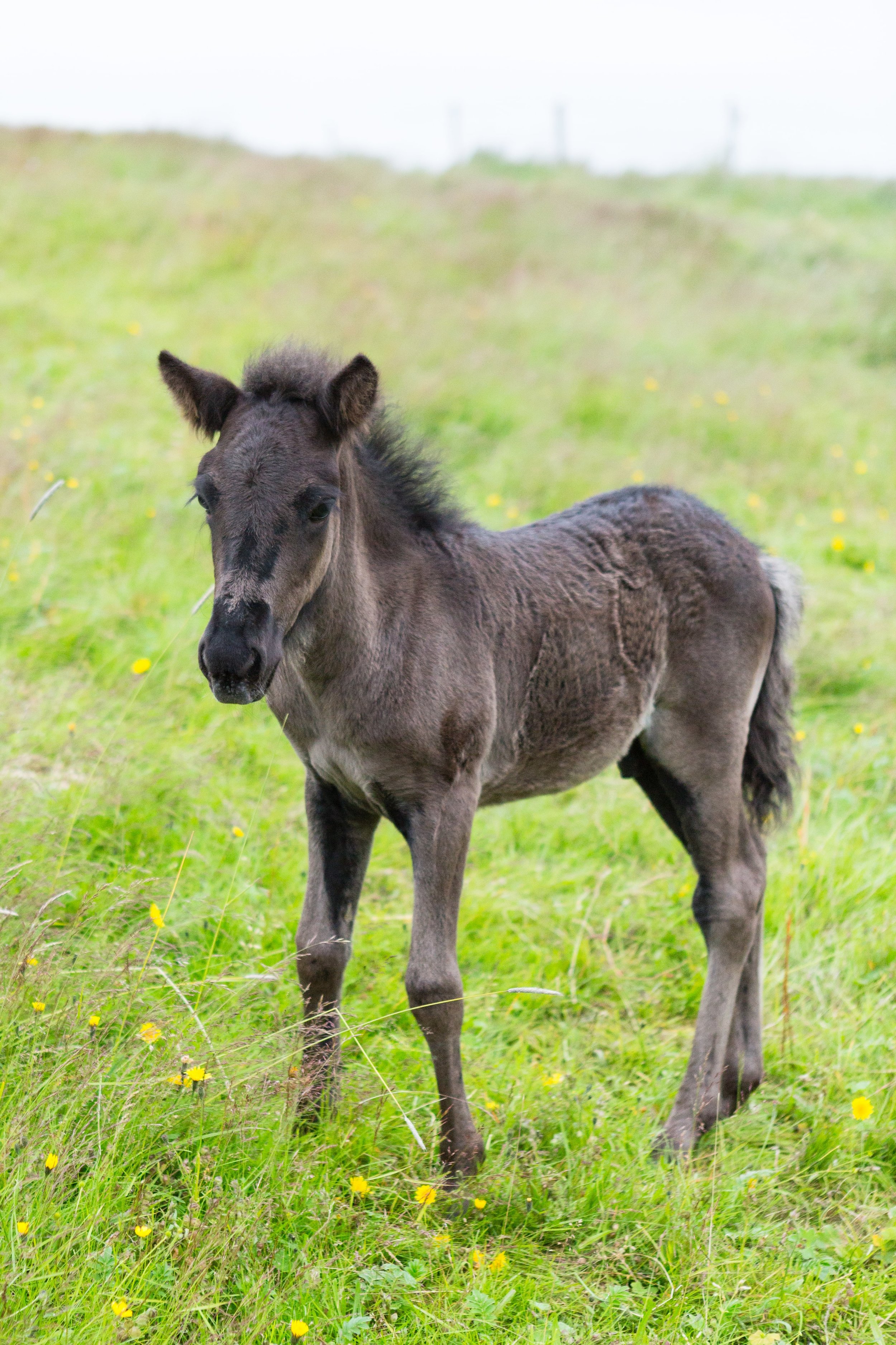 Horses in Iceland by Jen Madigan now on Cottage Hill21.jpg