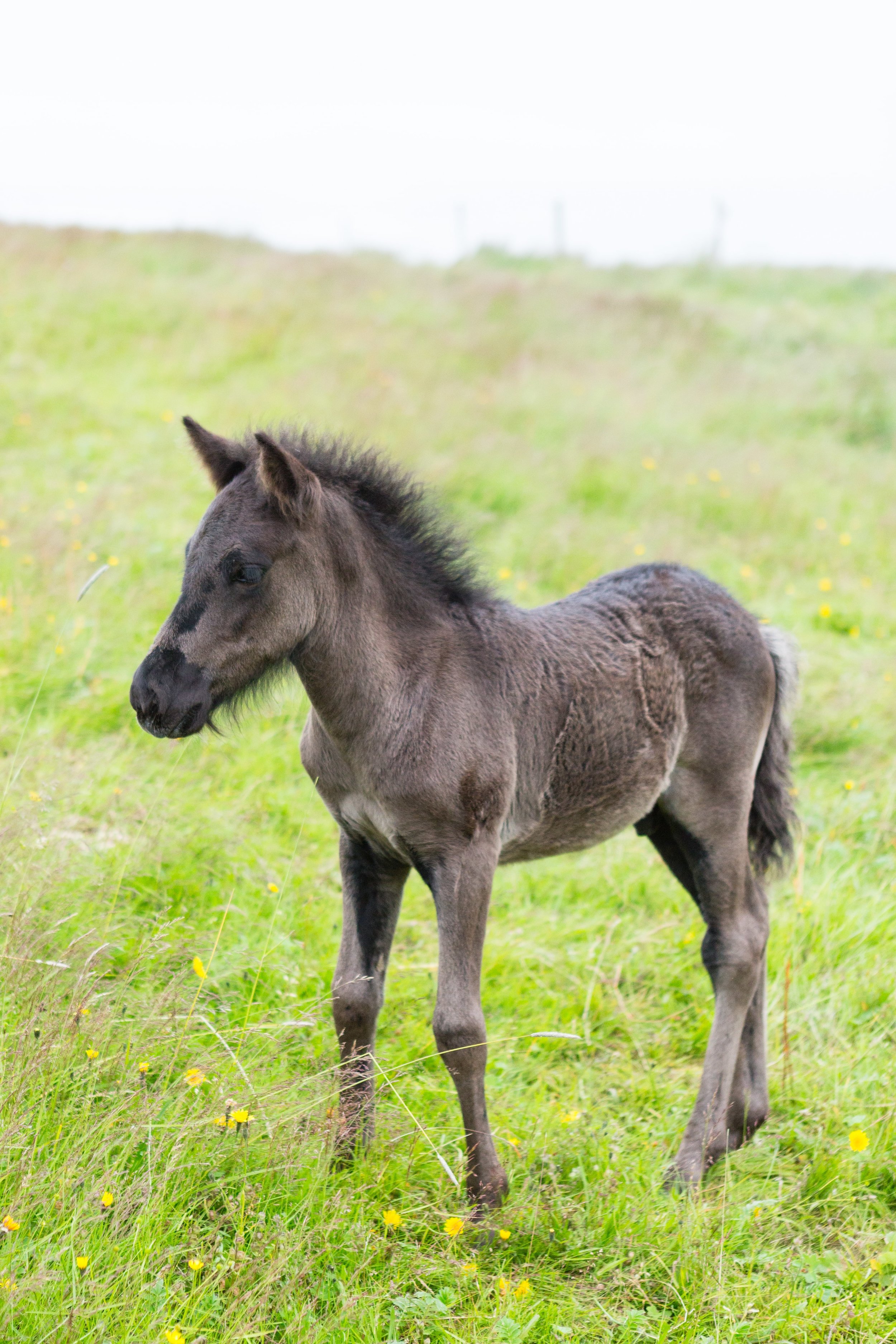 Horses in Iceland by Jen Madigan now on Cottage Hill22.jpg