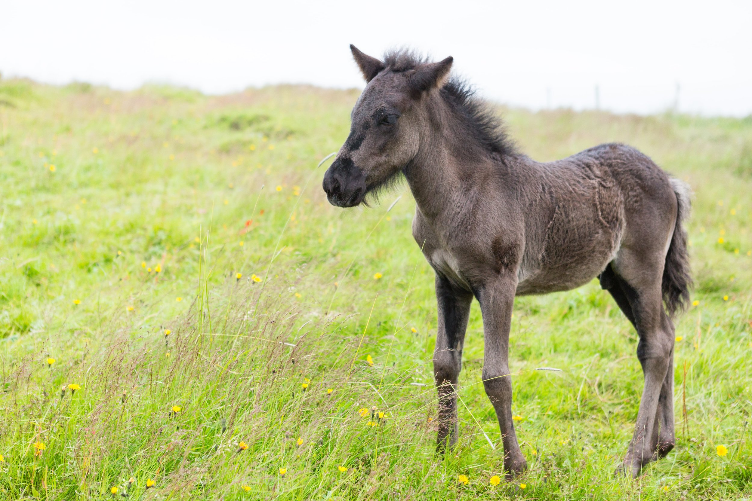 Horses in Iceland by Jen Madigan now on Cottage Hill23.jpg