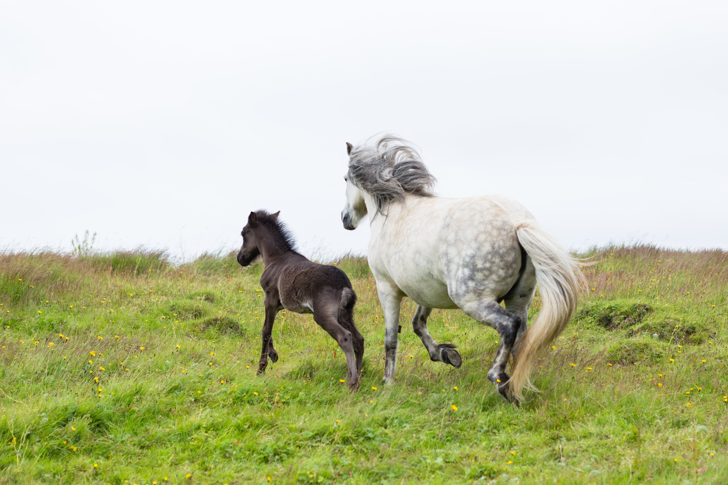 Horses in Iceland by Jen Madigan now on Cottage Hill24.jpg
