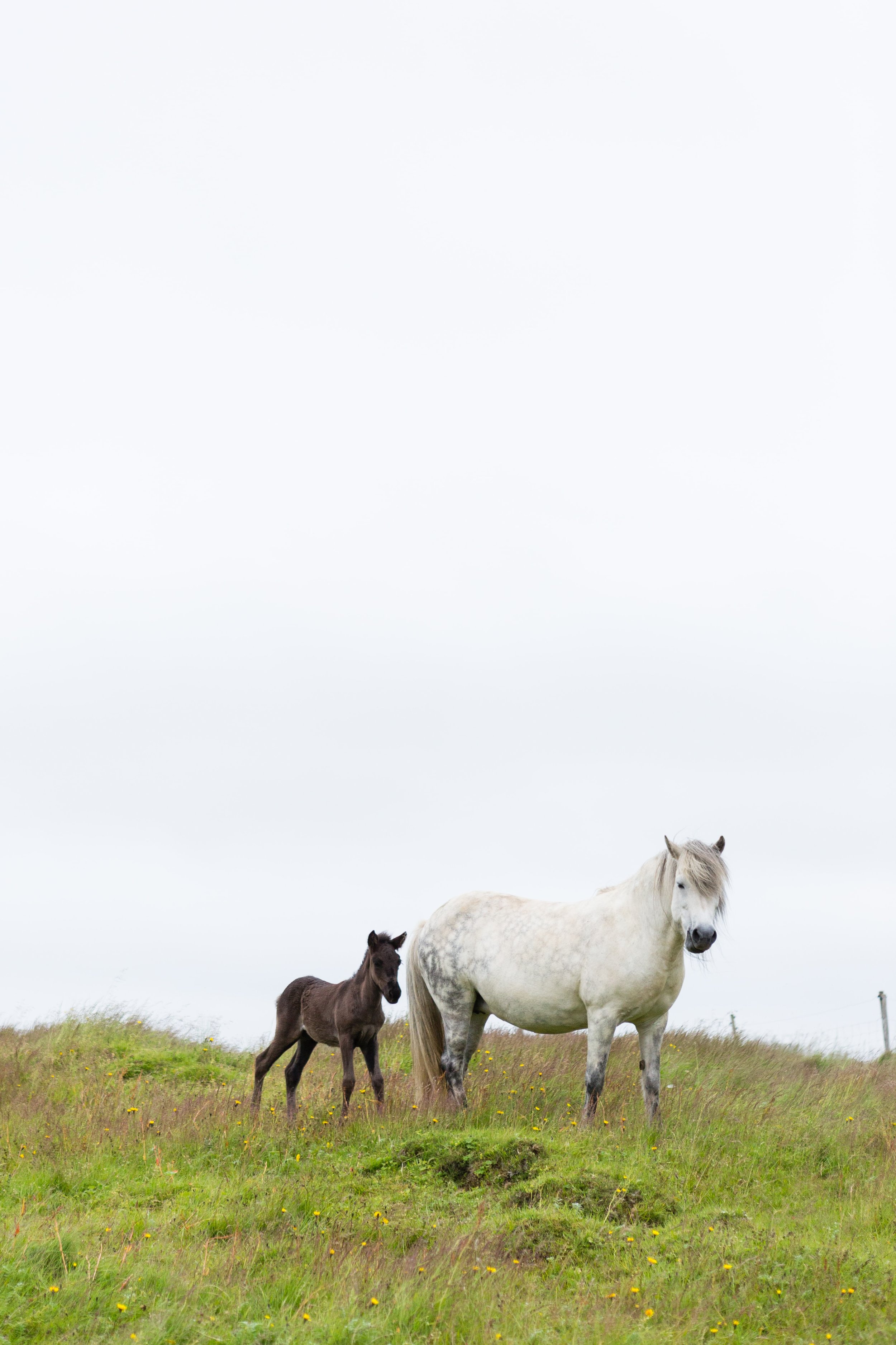 Horses in Iceland by Jen Madigan now on Cottage Hill26.jpg