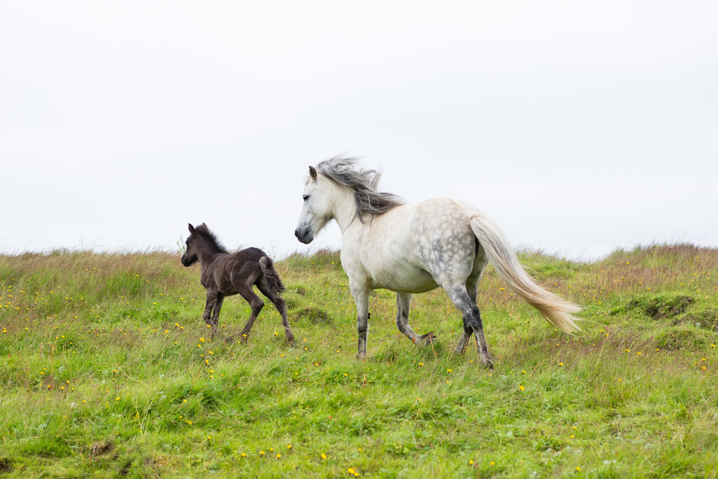 Horses in Iceland by Jen Madigan now on Cottage Hill25.jpg