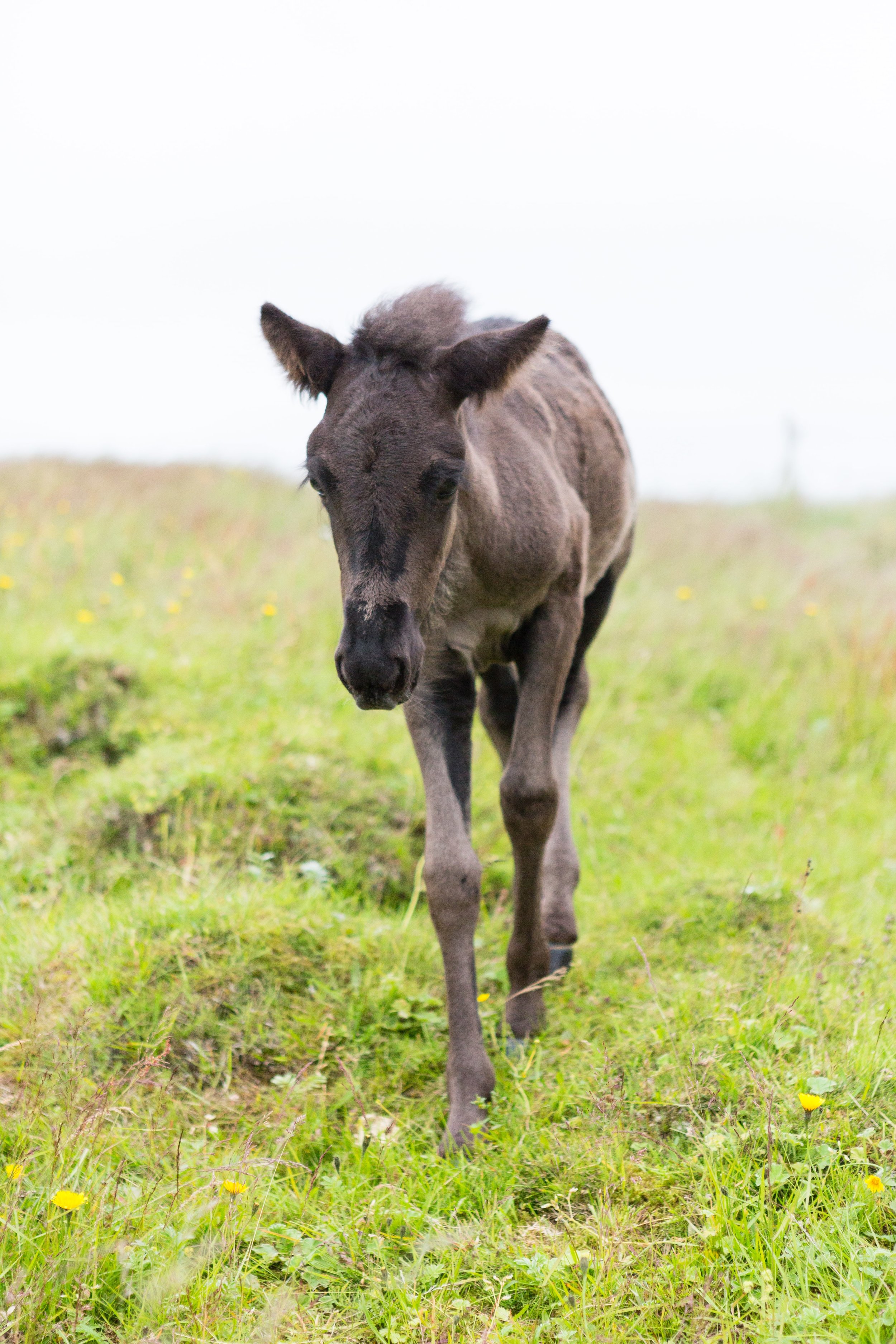 Horses in Iceland by Jen Madigan now on Cottage Hill28.jpg