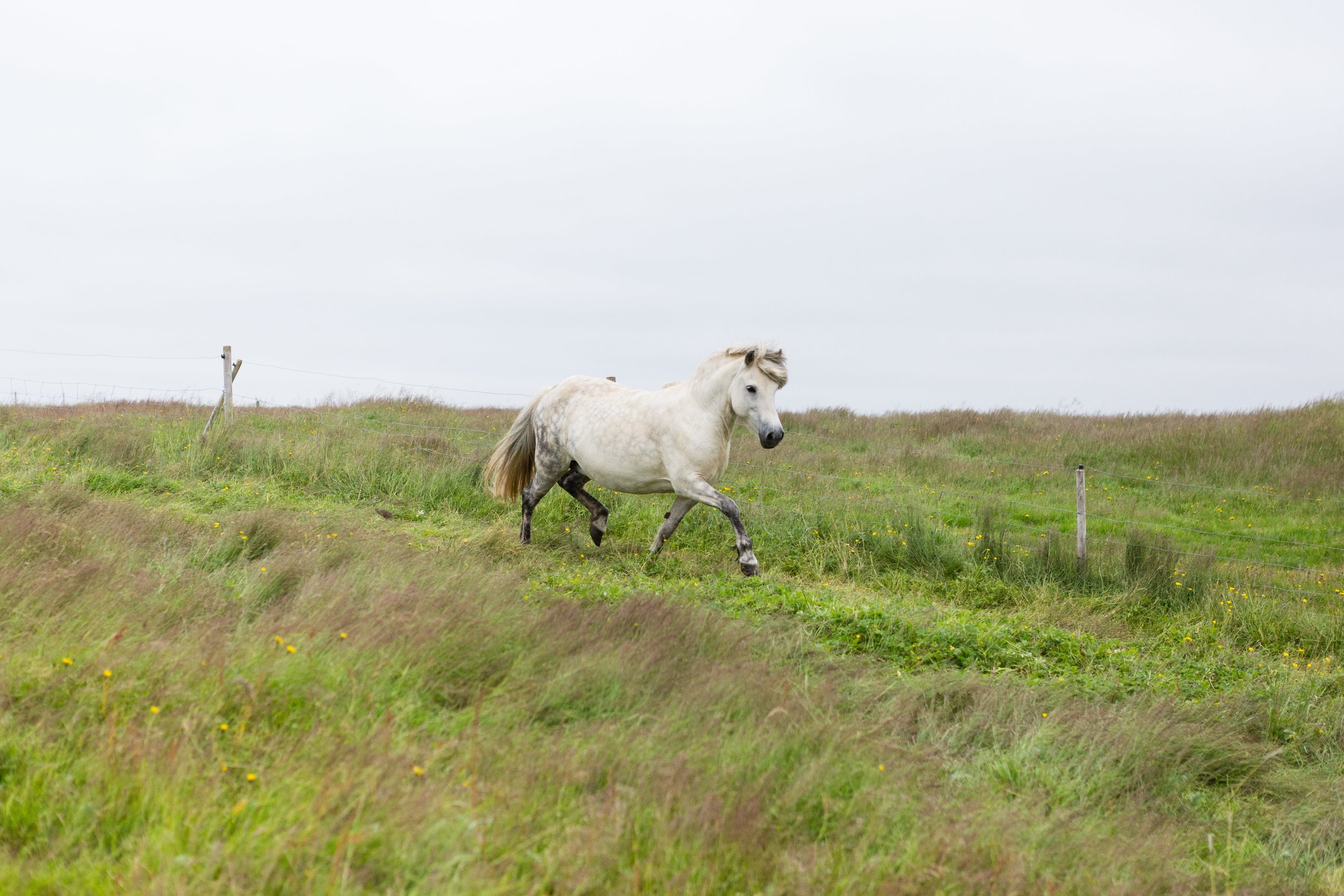 Horses in Iceland by Jen Madigan now on Cottage Hill30.jpg
