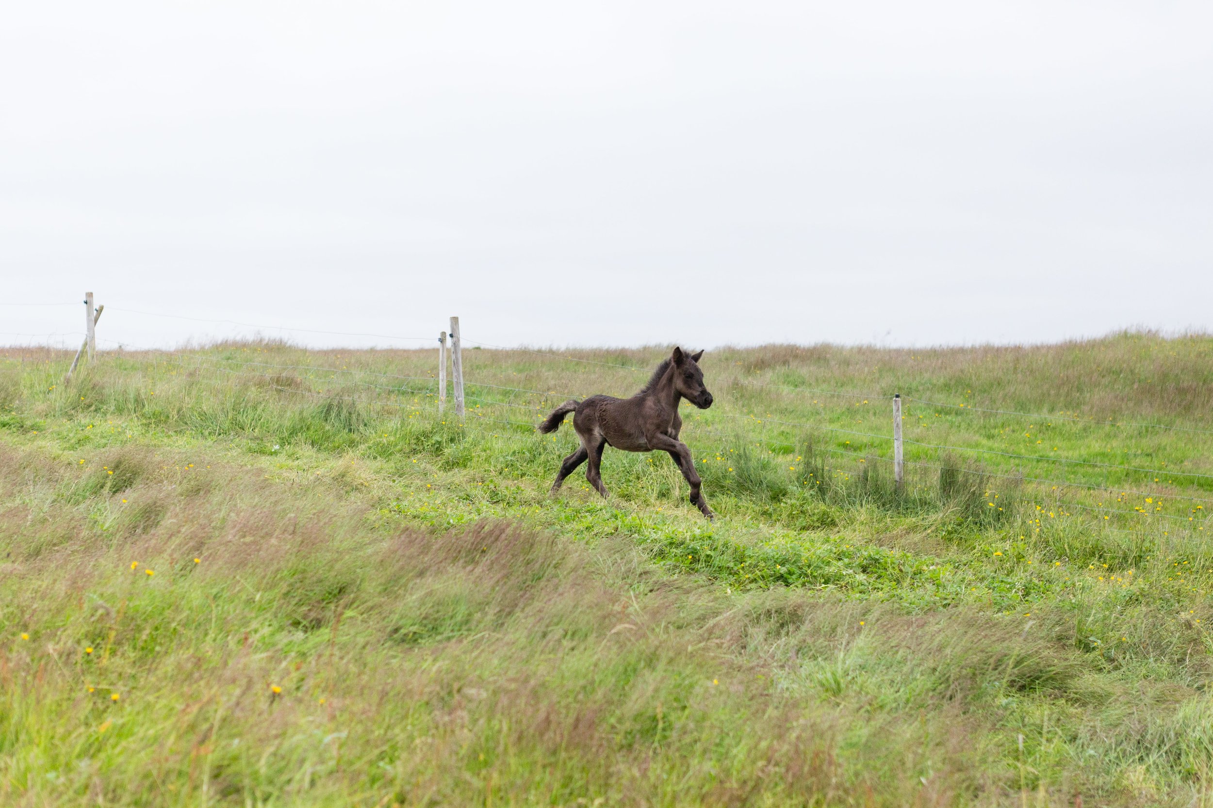 Horses in Iceland by Jen Madigan now on Cottage Hill31.jpg