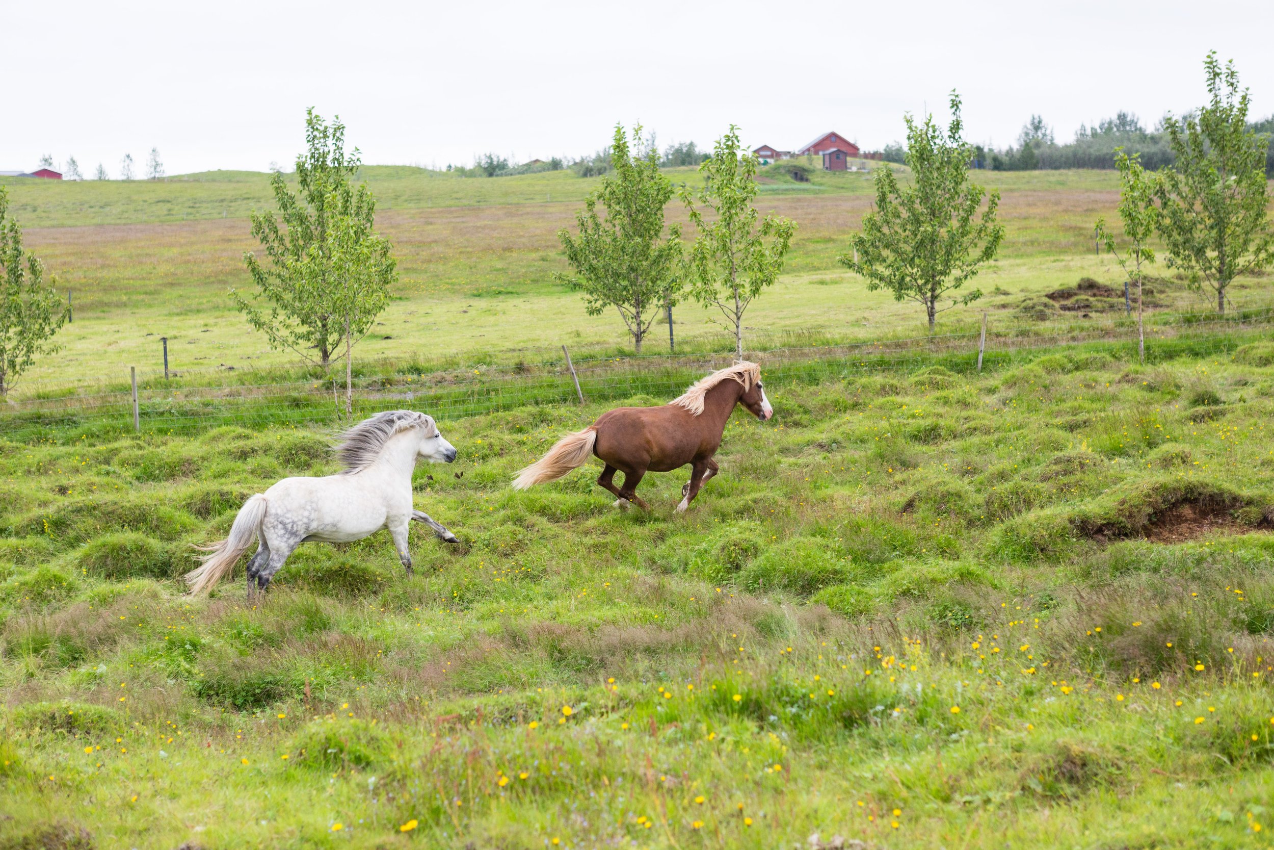 Horses in Iceland by Jen Madigan now on Cottage Hill34.jpg