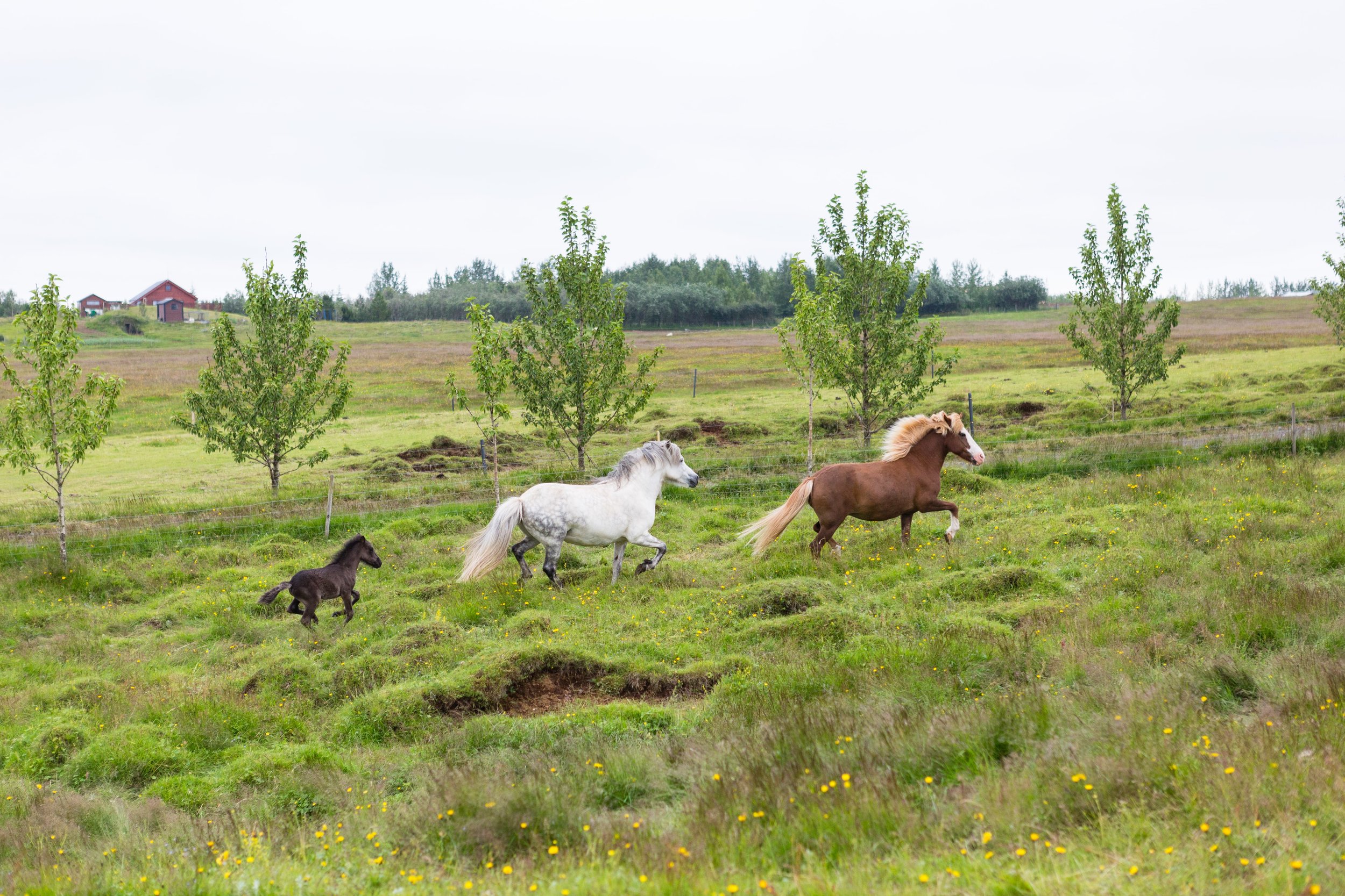 Horses in Iceland by Jen Madigan now on Cottage Hill35.jpg