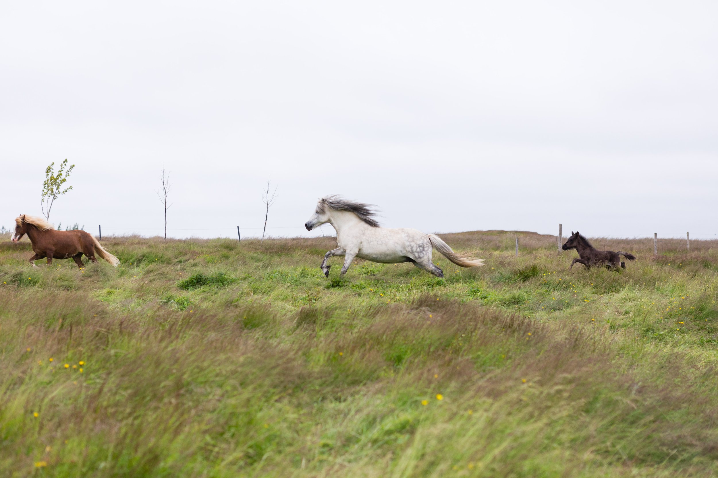 Horses in Iceland by Jen Madigan now on Cottage Hill36.jpg