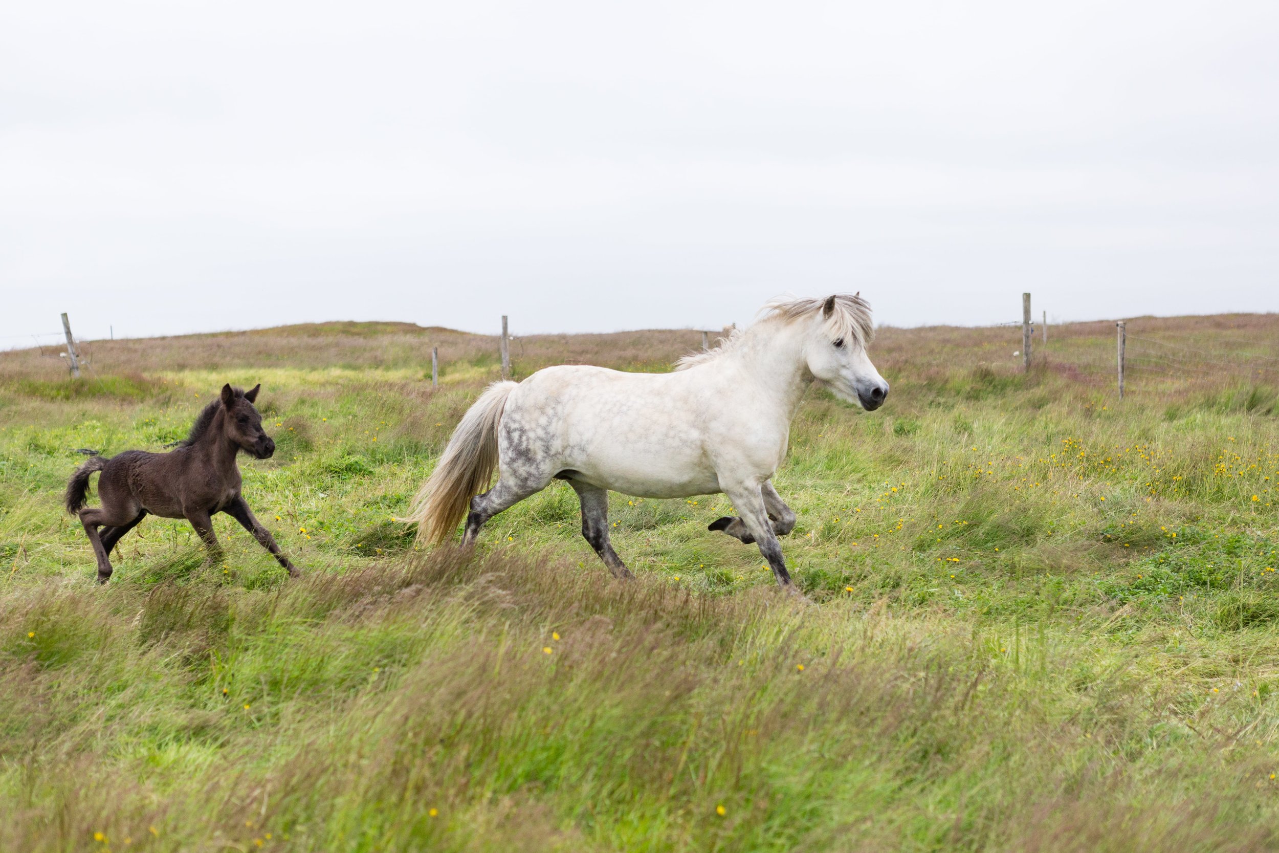 Horses in Iceland by Jen Madigan now on Cottage Hill38.jpg