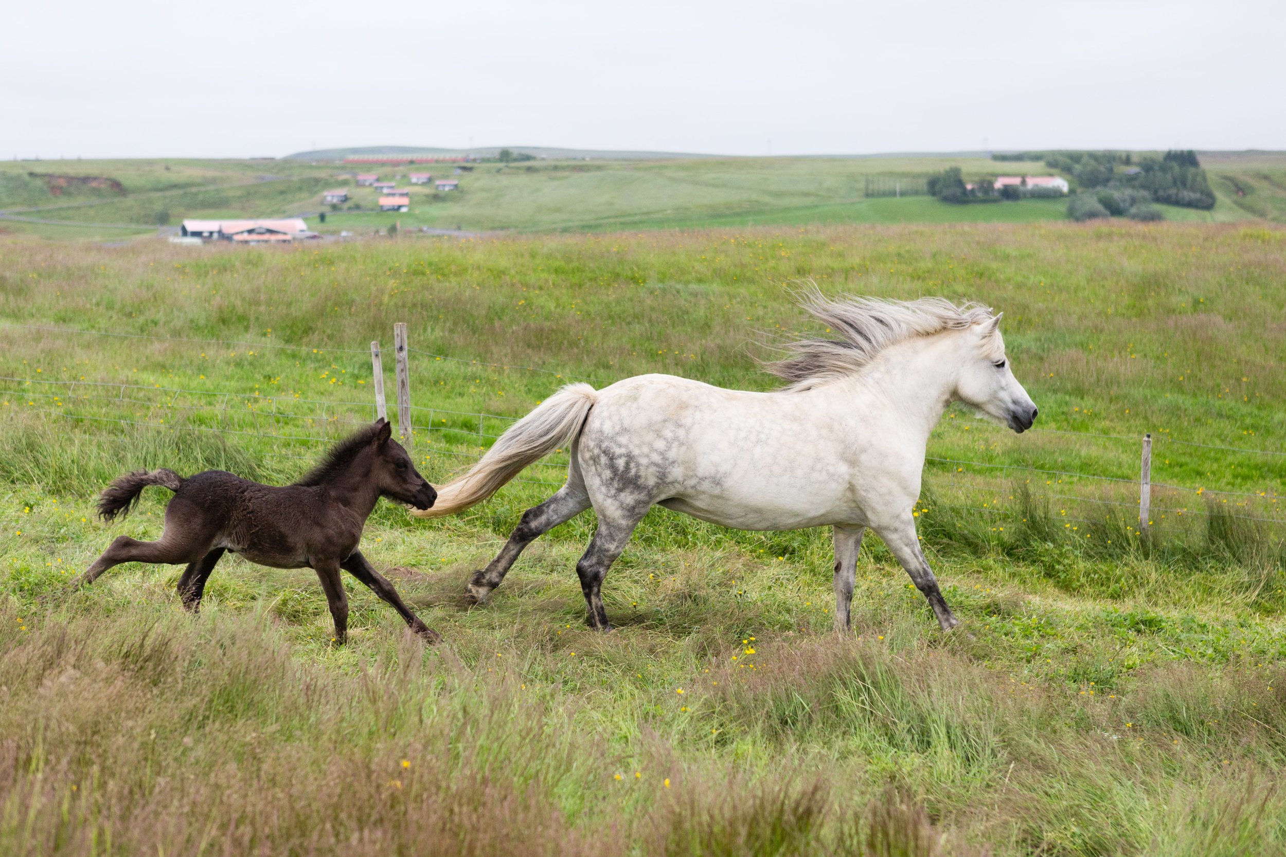 Horses in Iceland by Jen Madigan now on Cottage Hill39.jpg