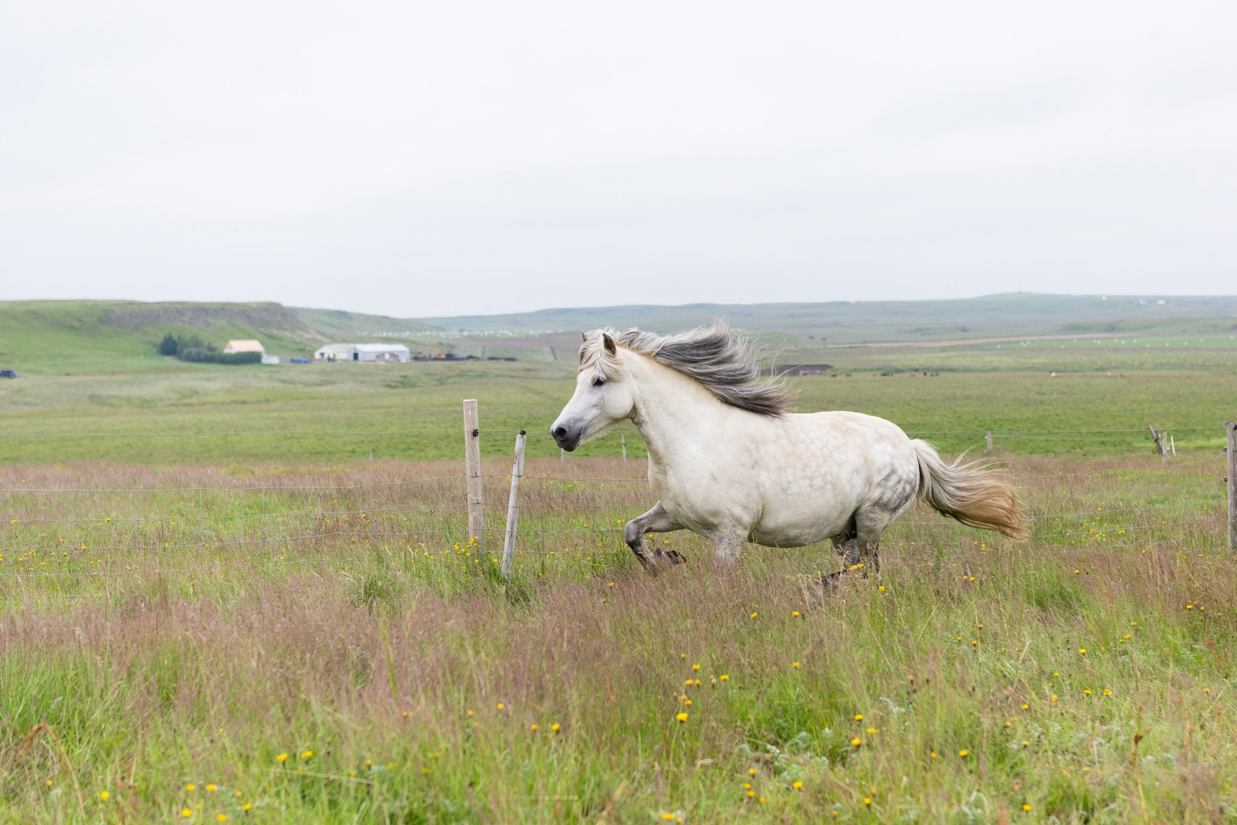 Horses in Iceland by Jen Madigan now on Cottage Hill42.jpg
