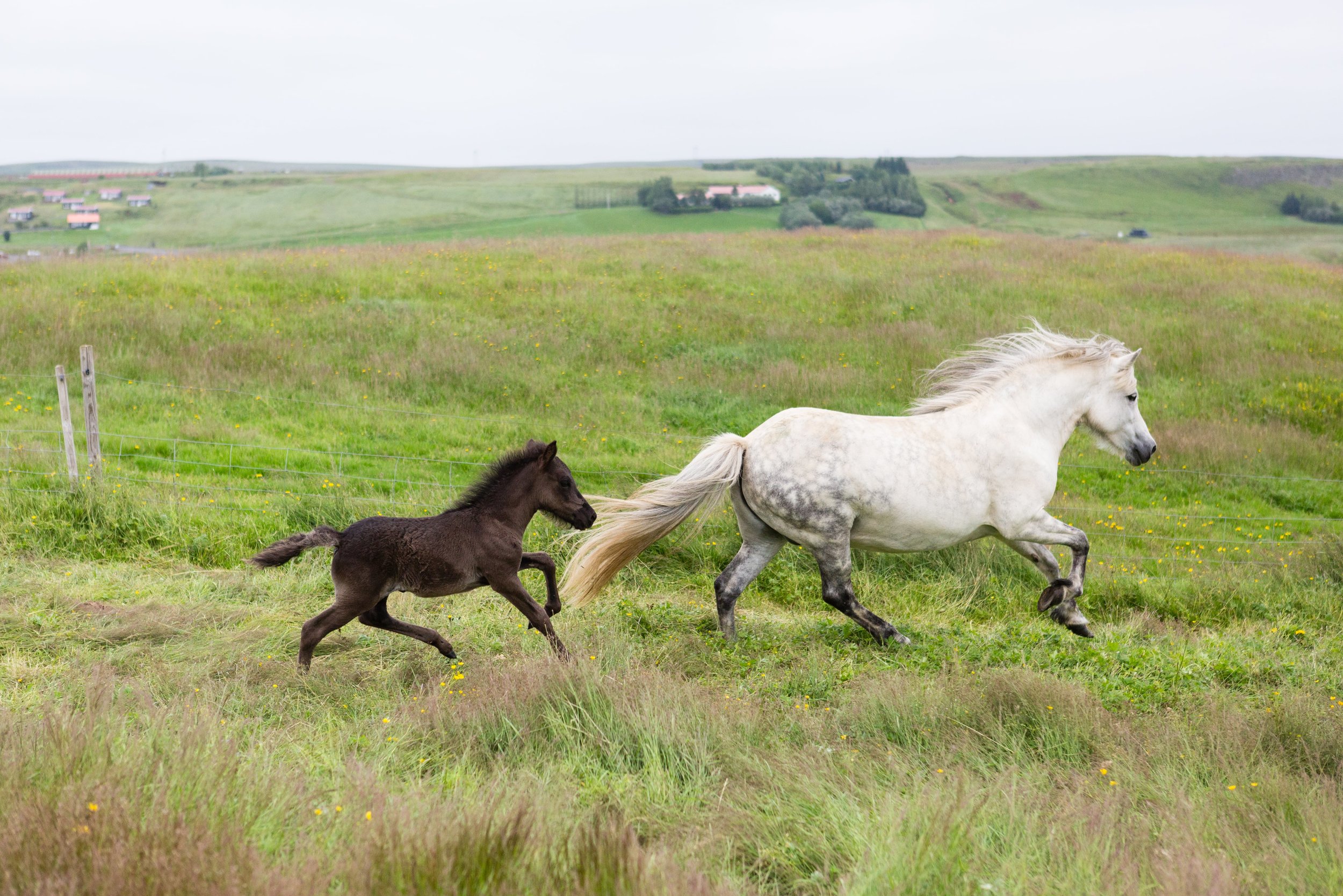 Horses in Iceland by Jen Madigan now on Cottage Hill41.jpg