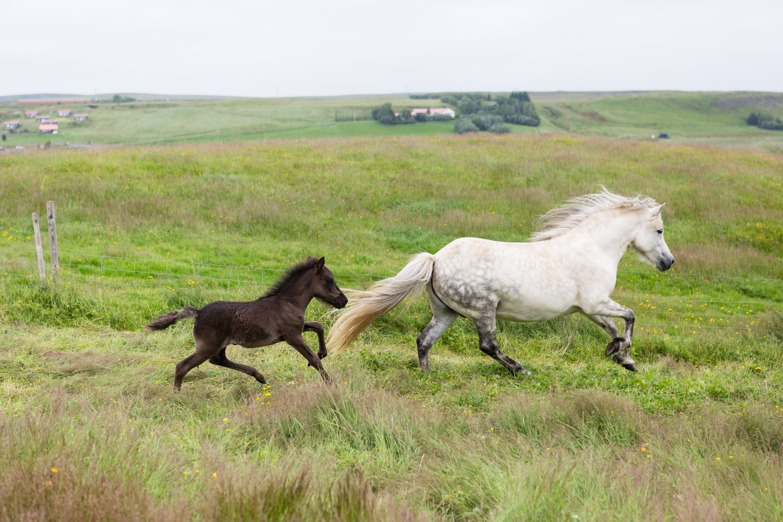Horses in Iceland by Jen Madigan now on Cottage Hill41.jpg