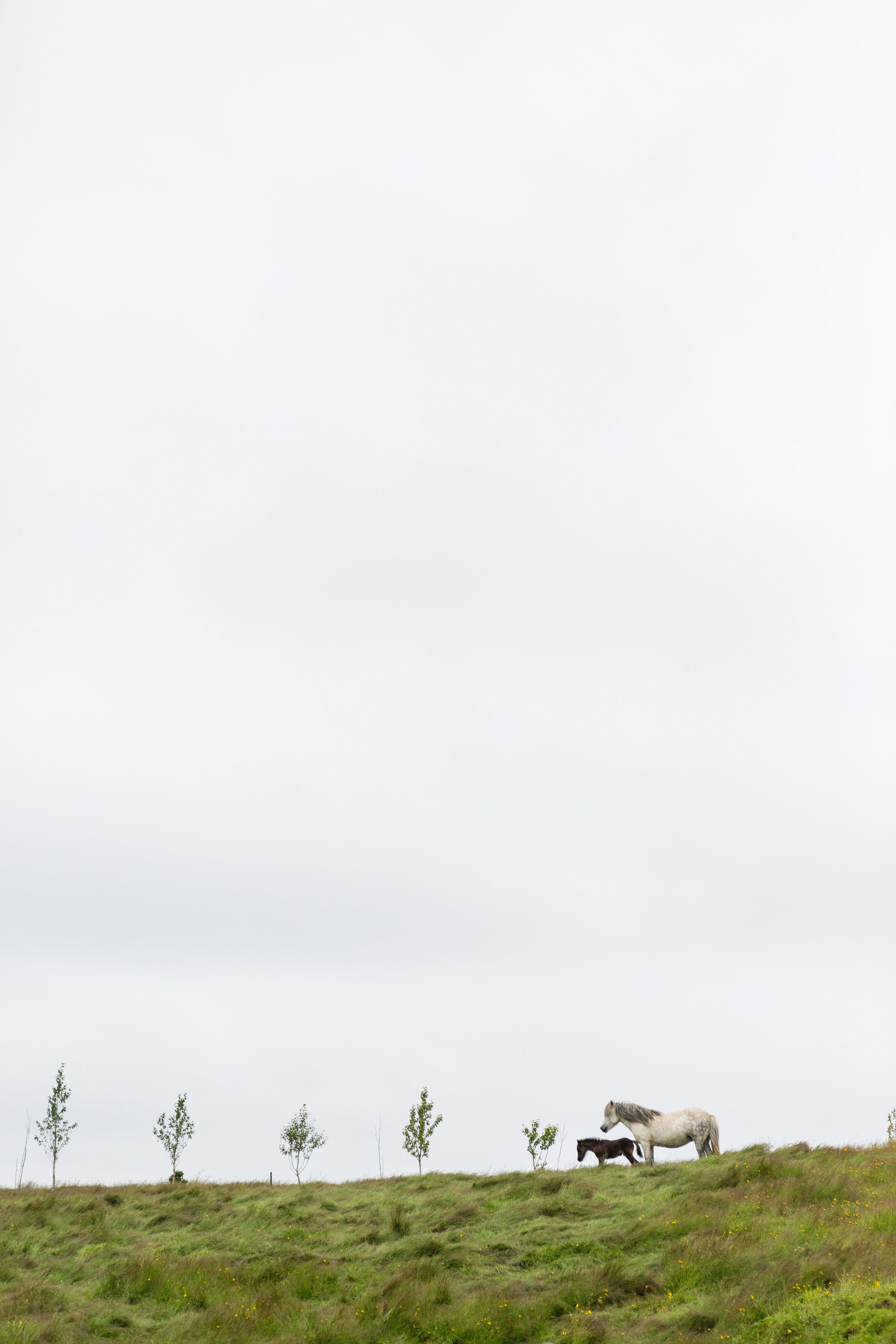 Horses in Iceland by Jen Madigan now on Cottage Hill45.jpg