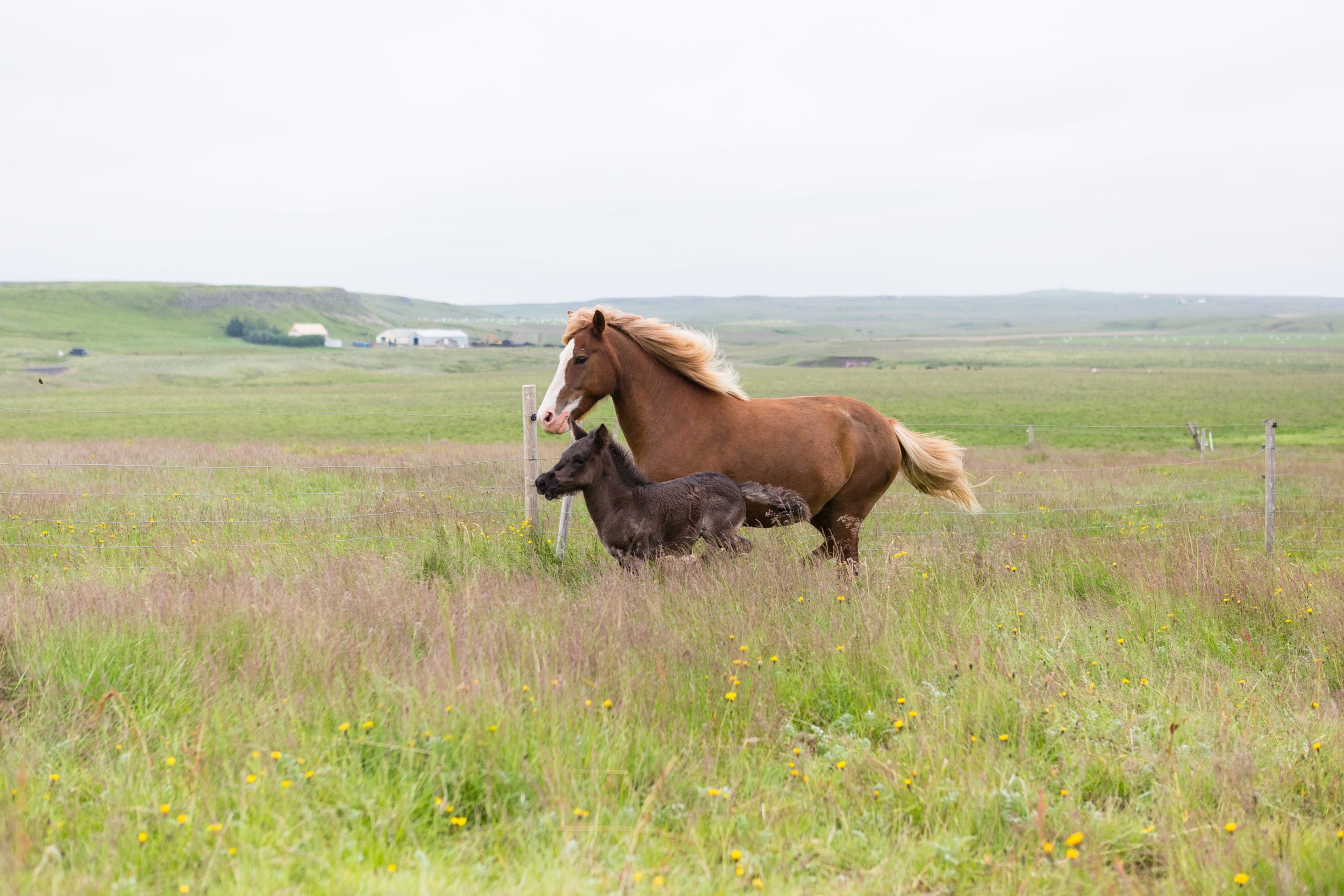 Horses in Iceland by Jen Madigan now on Cottage Hill43.jpg