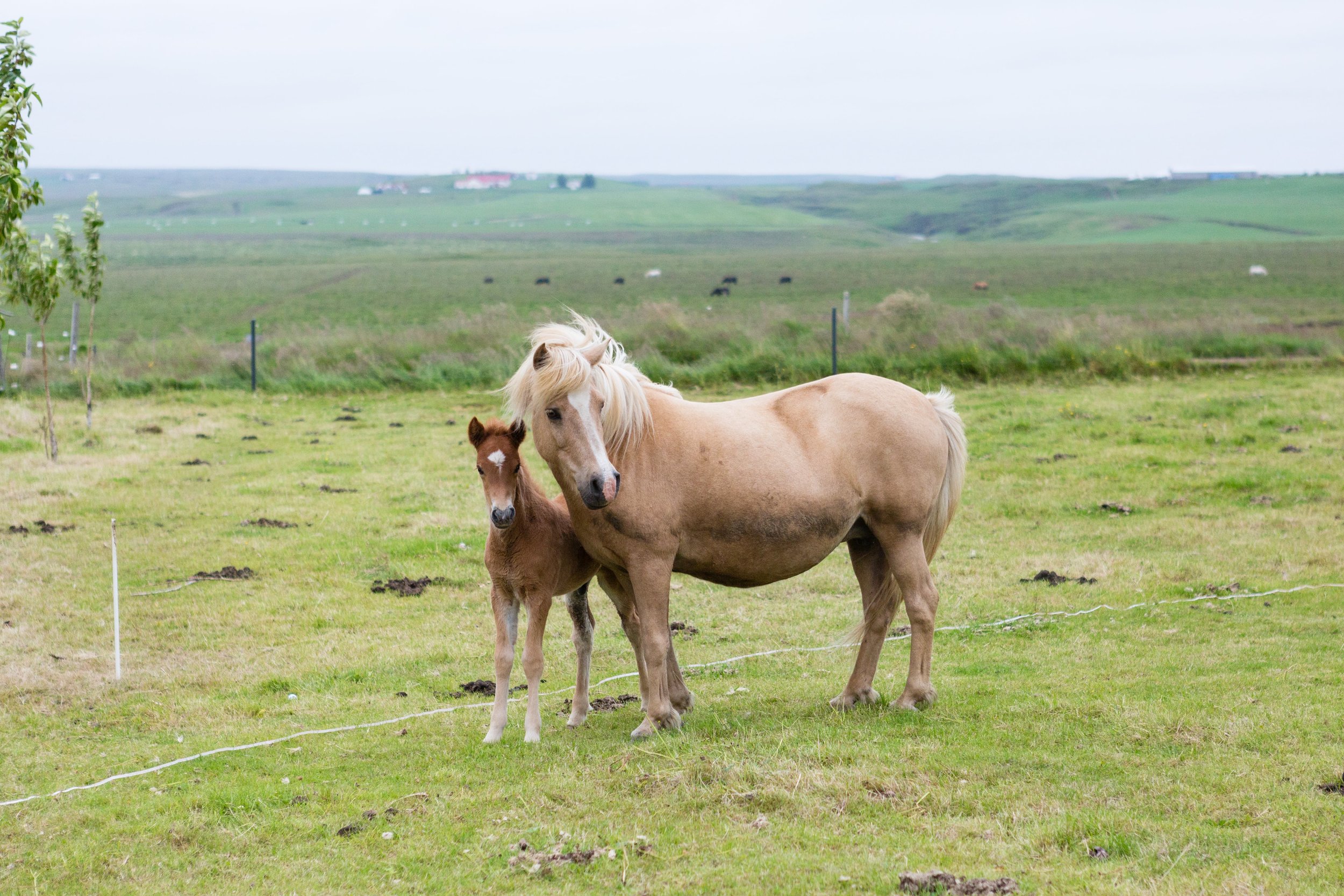 Horses in Iceland by Jen Madigan now on Cottage Hill46.jpg