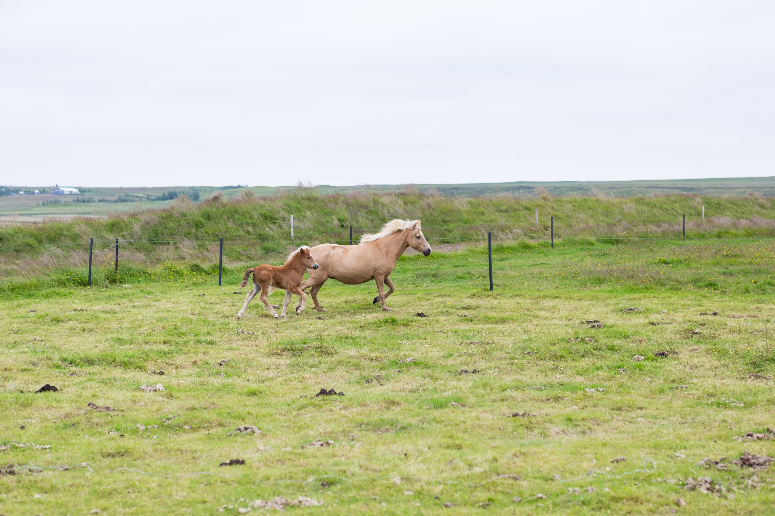 Horses in Iceland by Jen Madigan now on Cottage Hill47.jpg